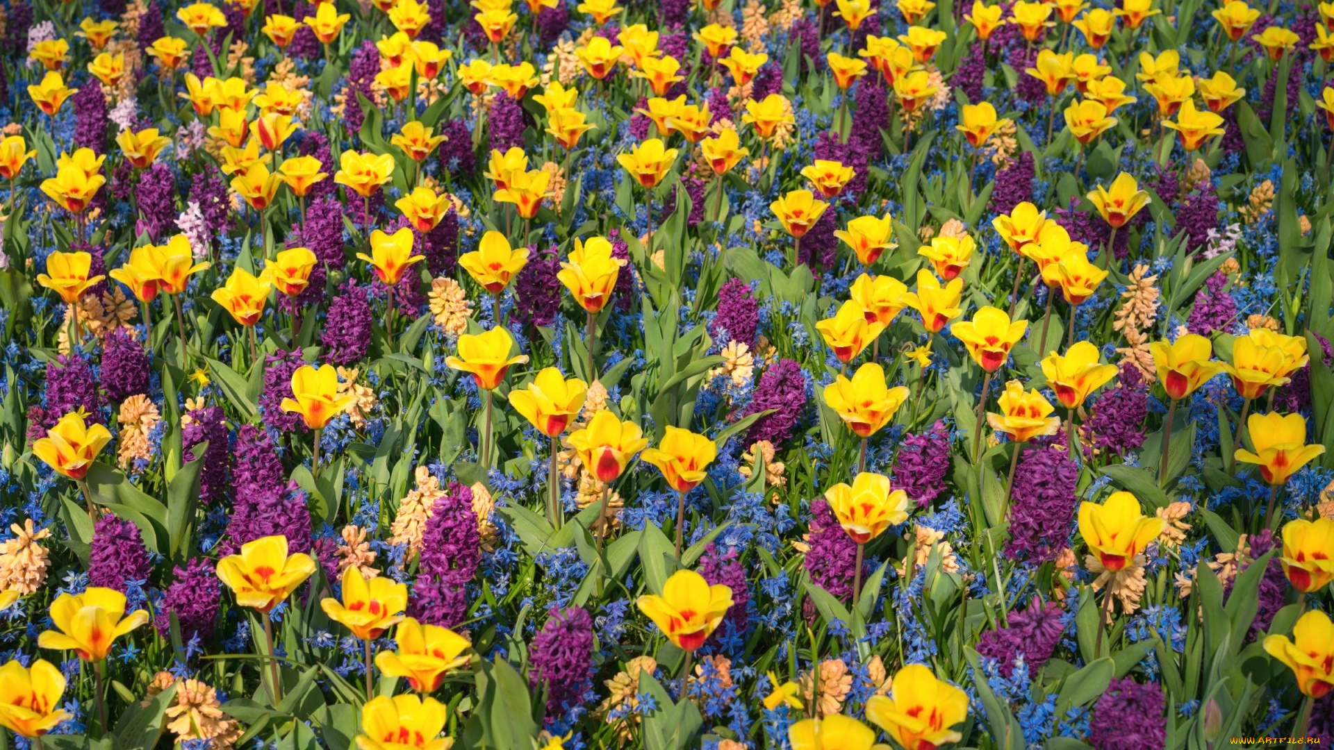 цветы, разные, вместе, яркие, гиацинты, тюльпаны