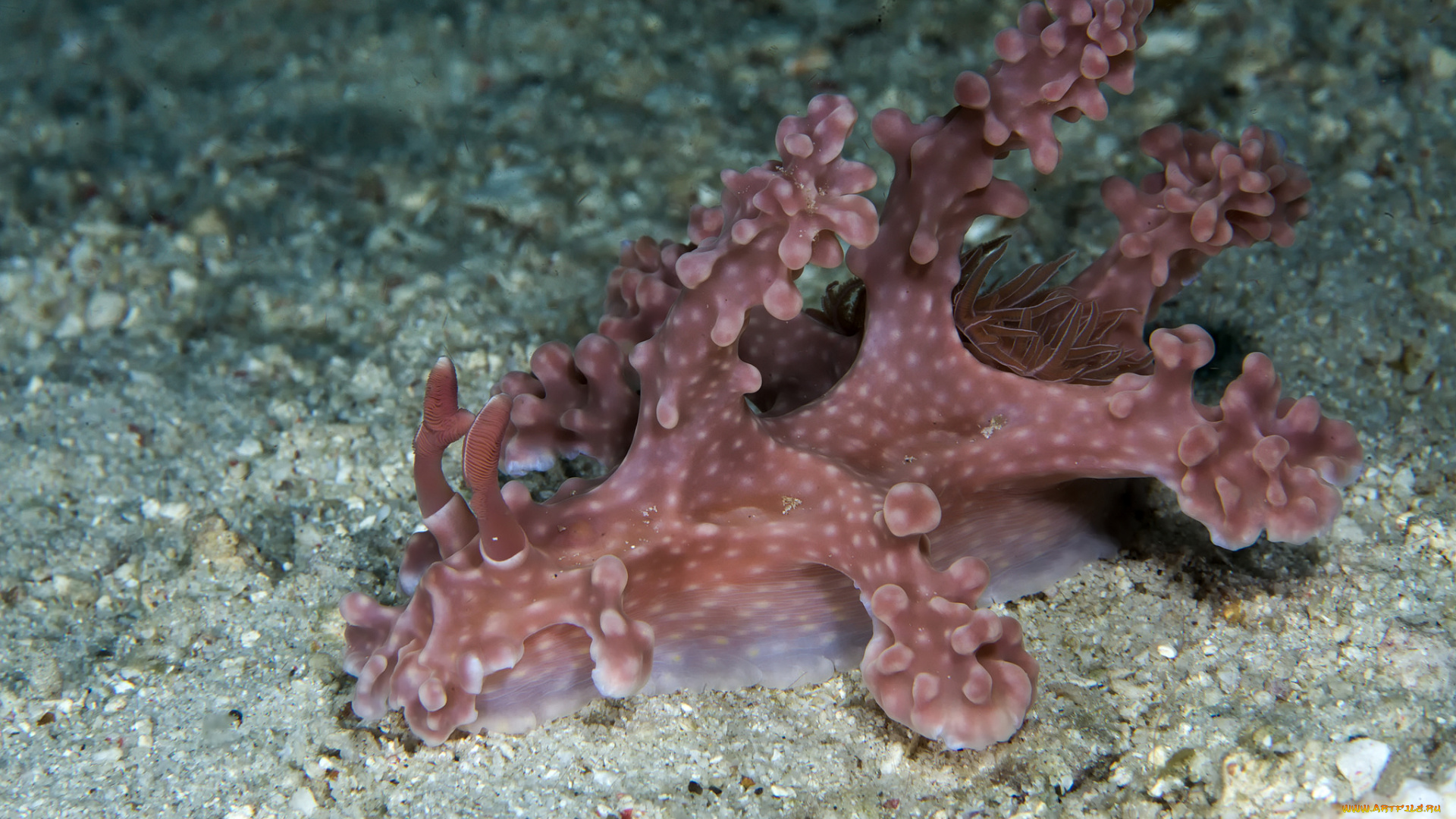 Морские животные характеристика