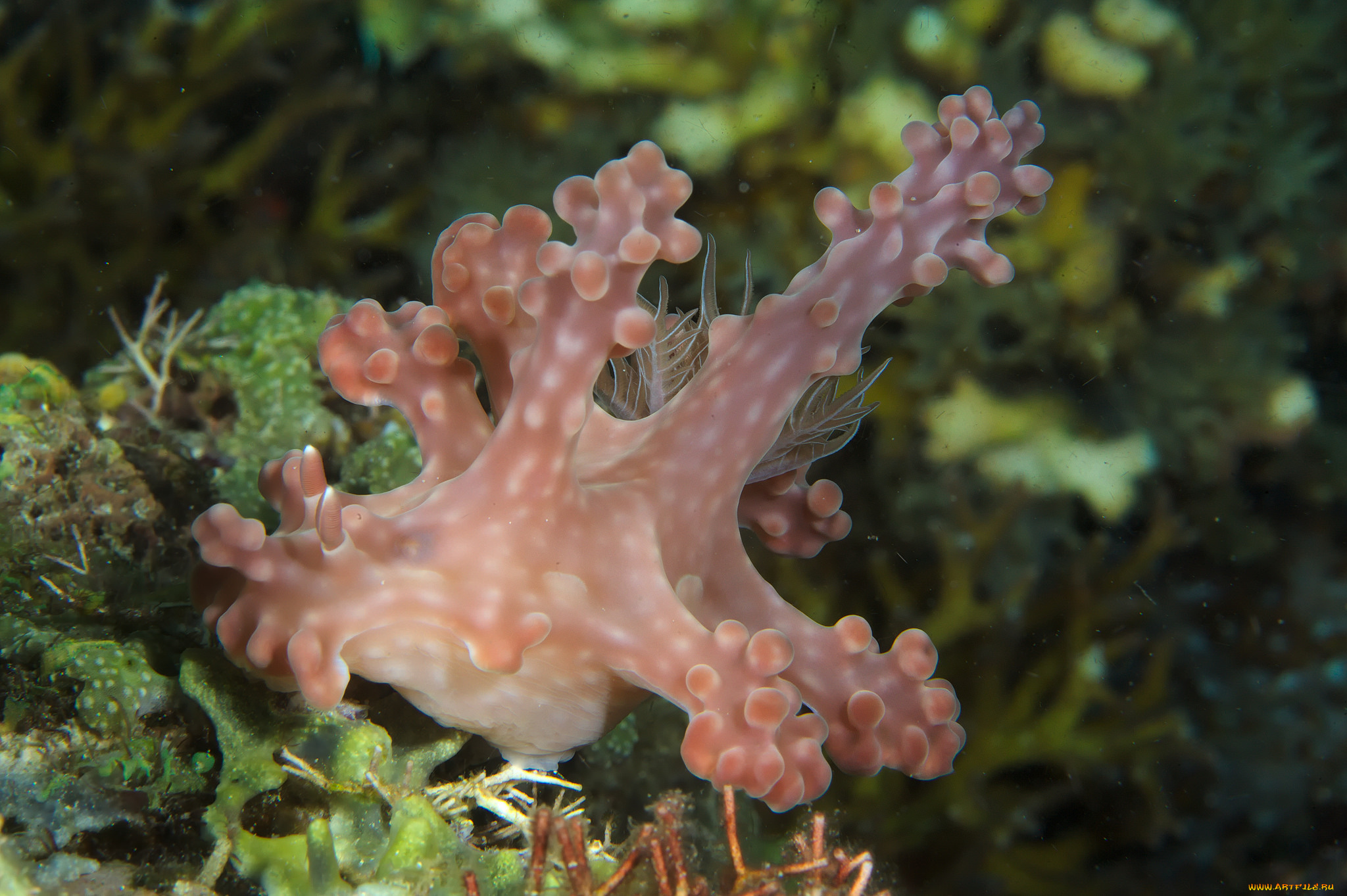 ceratosoma, alleni, животные, морская, фауна, ceratosoma, alleni