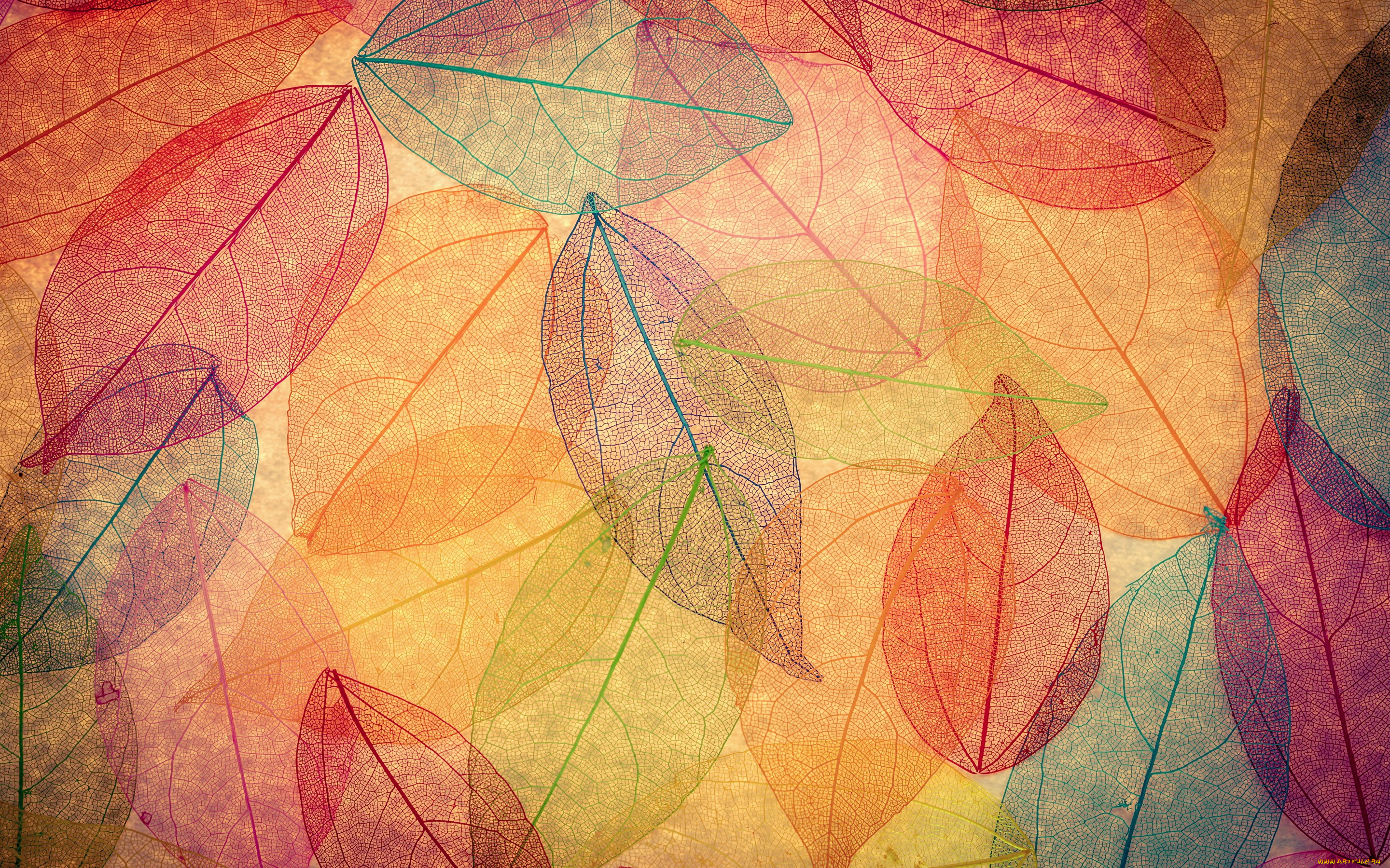 векторная, графика, природа, , nature, autumn, leaves, transparent, abstract, colorful, листья, осенние, фон