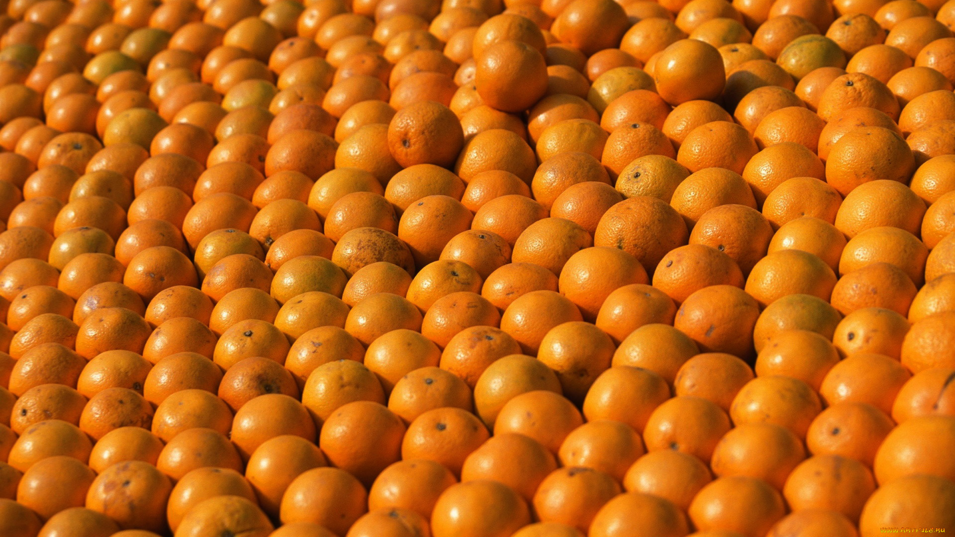 еда, цитрусы, урожай, апельсины, много, оранжевый