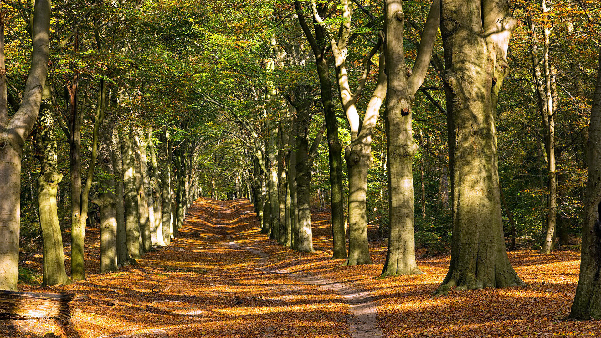 природа, дороги, листопад, осень, лес, деревья, дорога