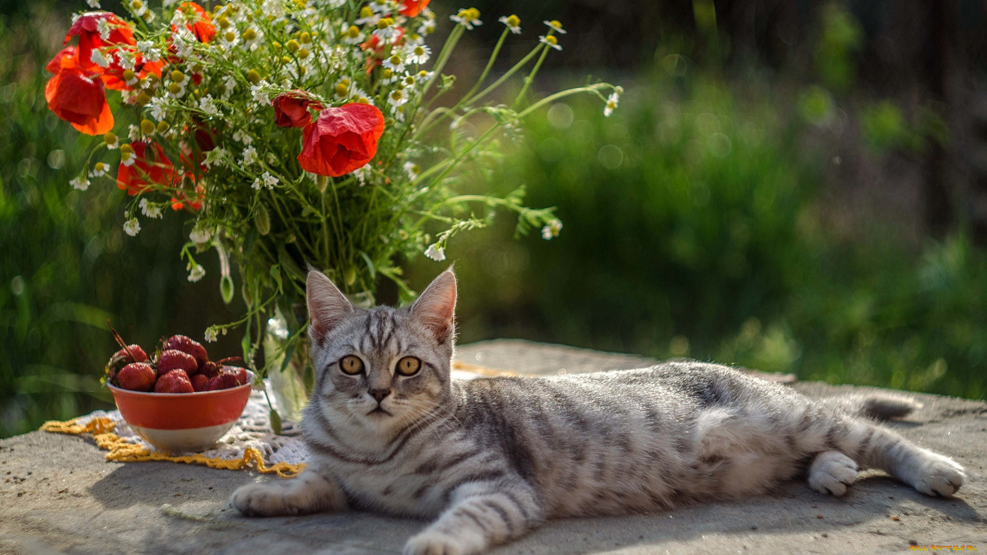животные, коты, кот, кошка, взгляд, цветы