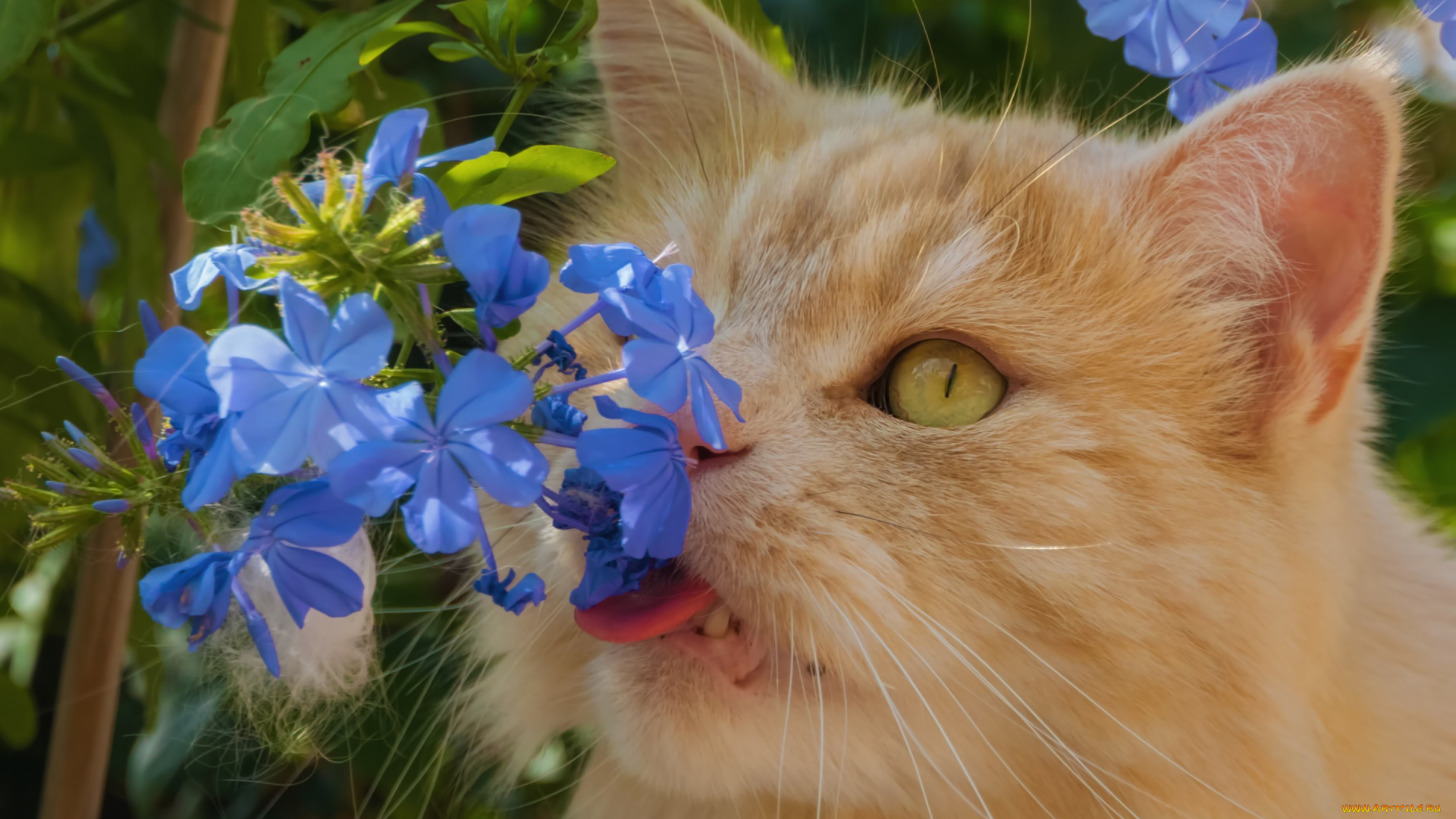 животные, коты, котейка, рыжий, кот, цветы