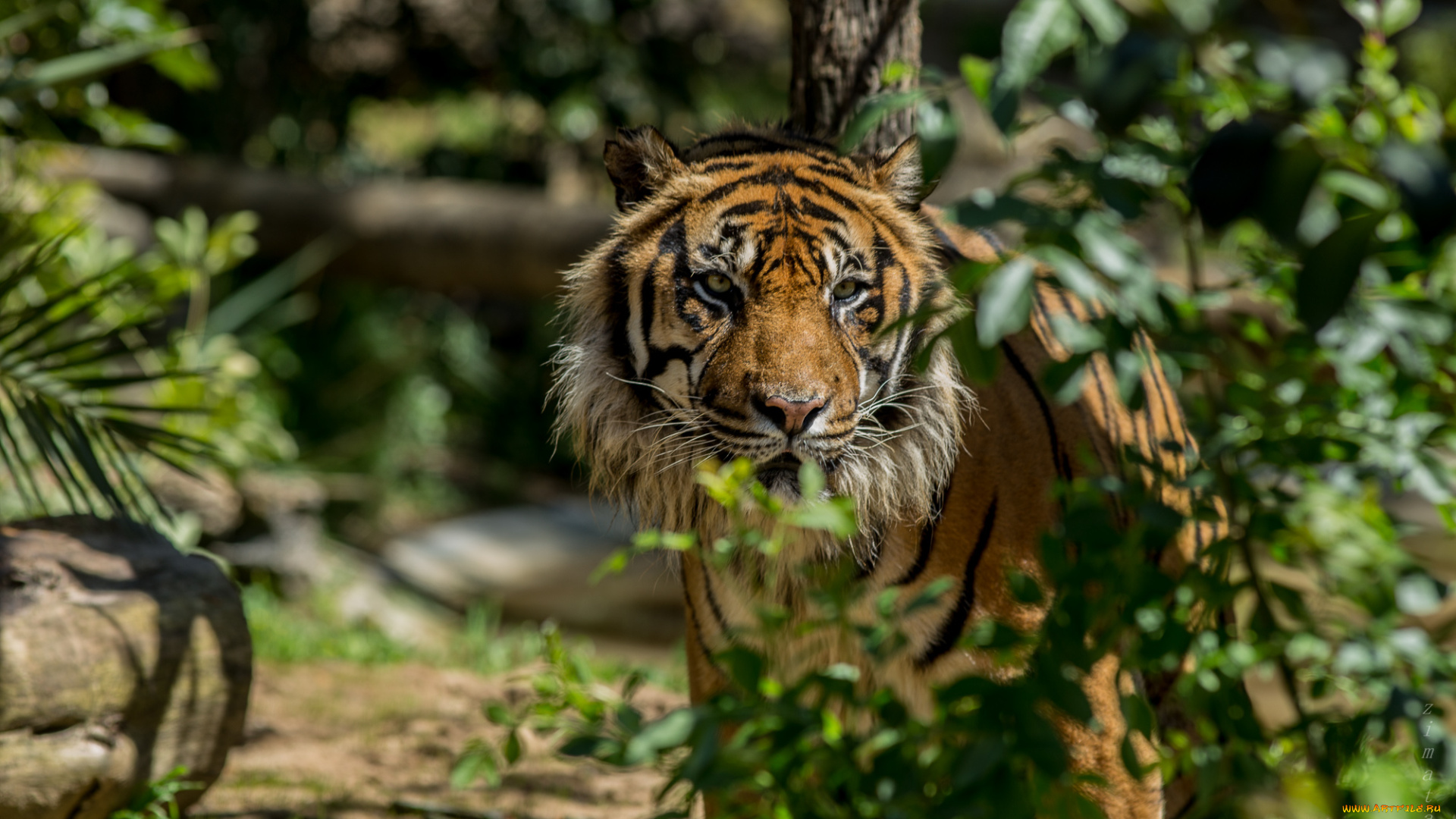 животные, тигры, лиссабон, зоопарк, португалия
