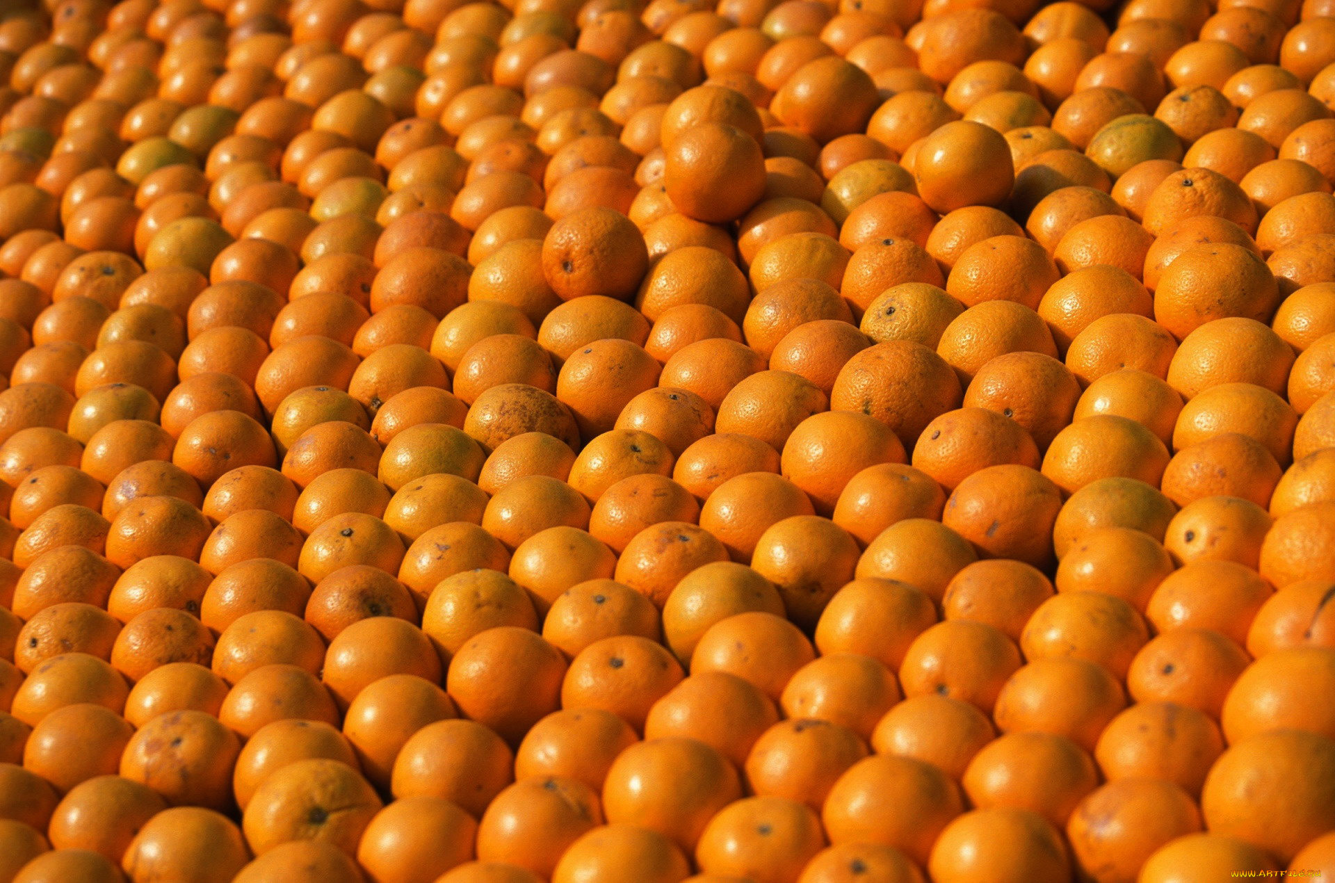 еда, цитрусы, урожай, апельсины, много, оранжевый