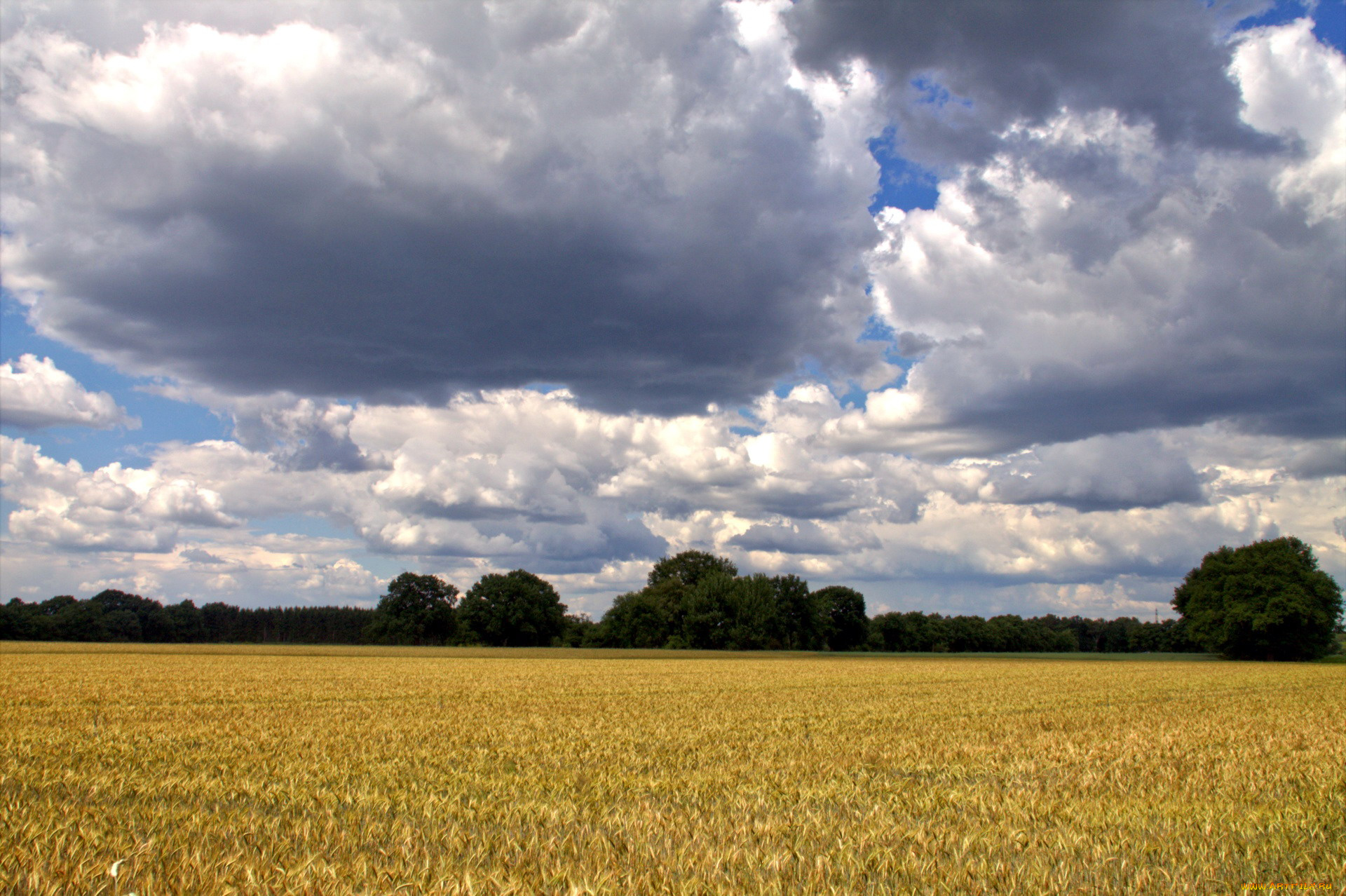 природа, поля, облака, пшеница, поле, лето