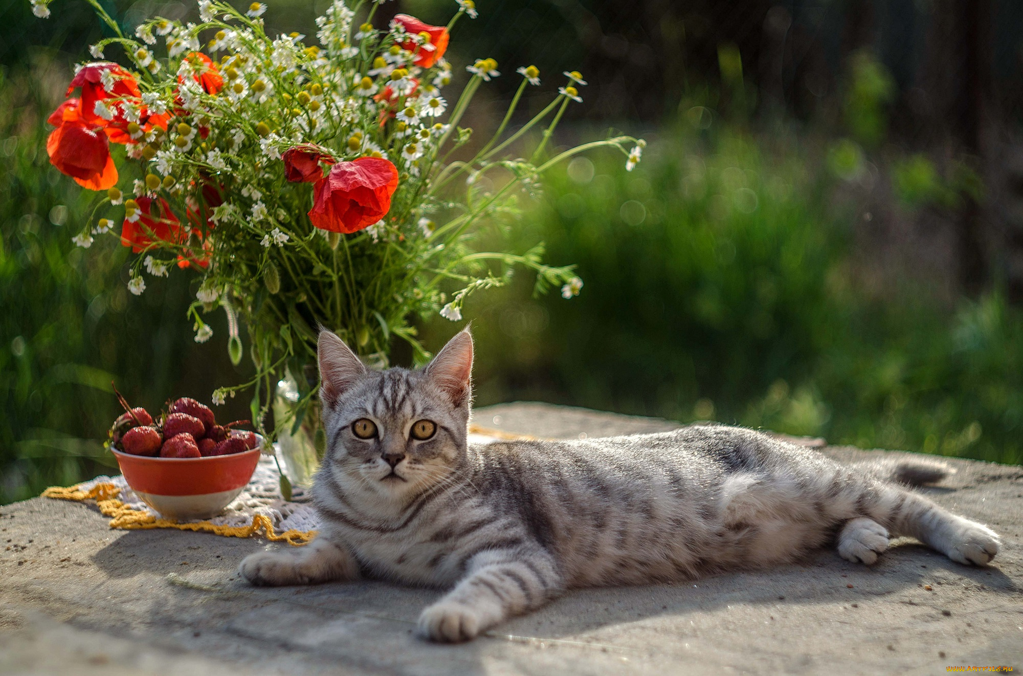 животные, коты, кот, кошка, взгляд, цветы