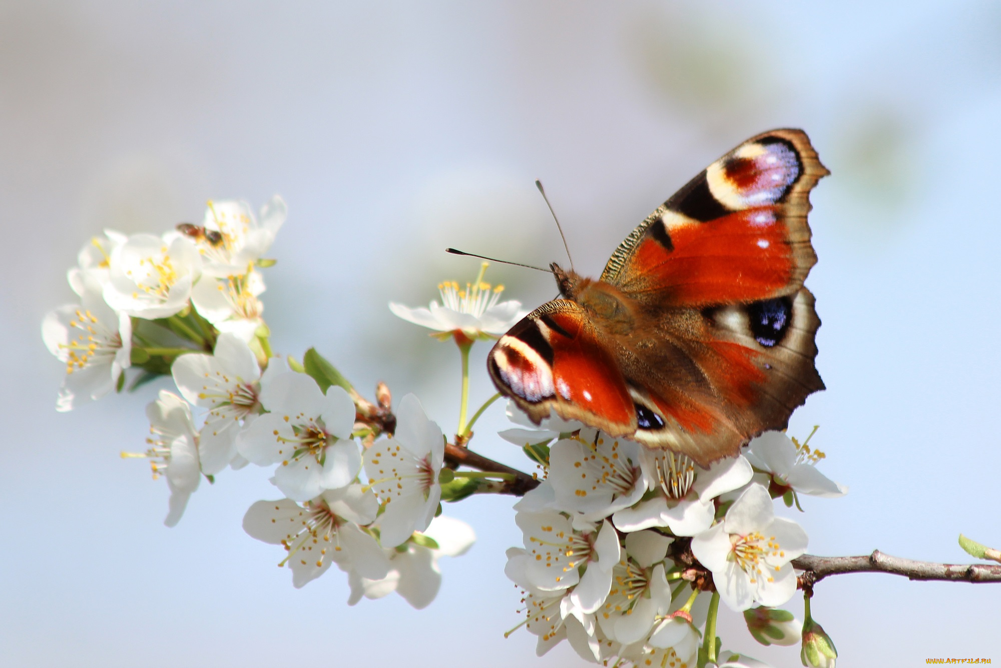 животные, бабочки, , мотыльки, , моли, весна, бабочка, цветение, павлиний, глаз, май, красота