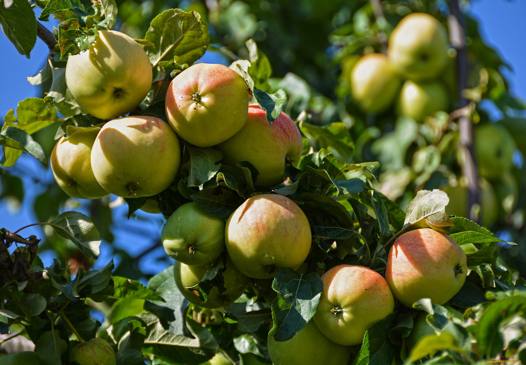 природа, плоды, август, дача, лето, липецк, наша, урожай, яблоки