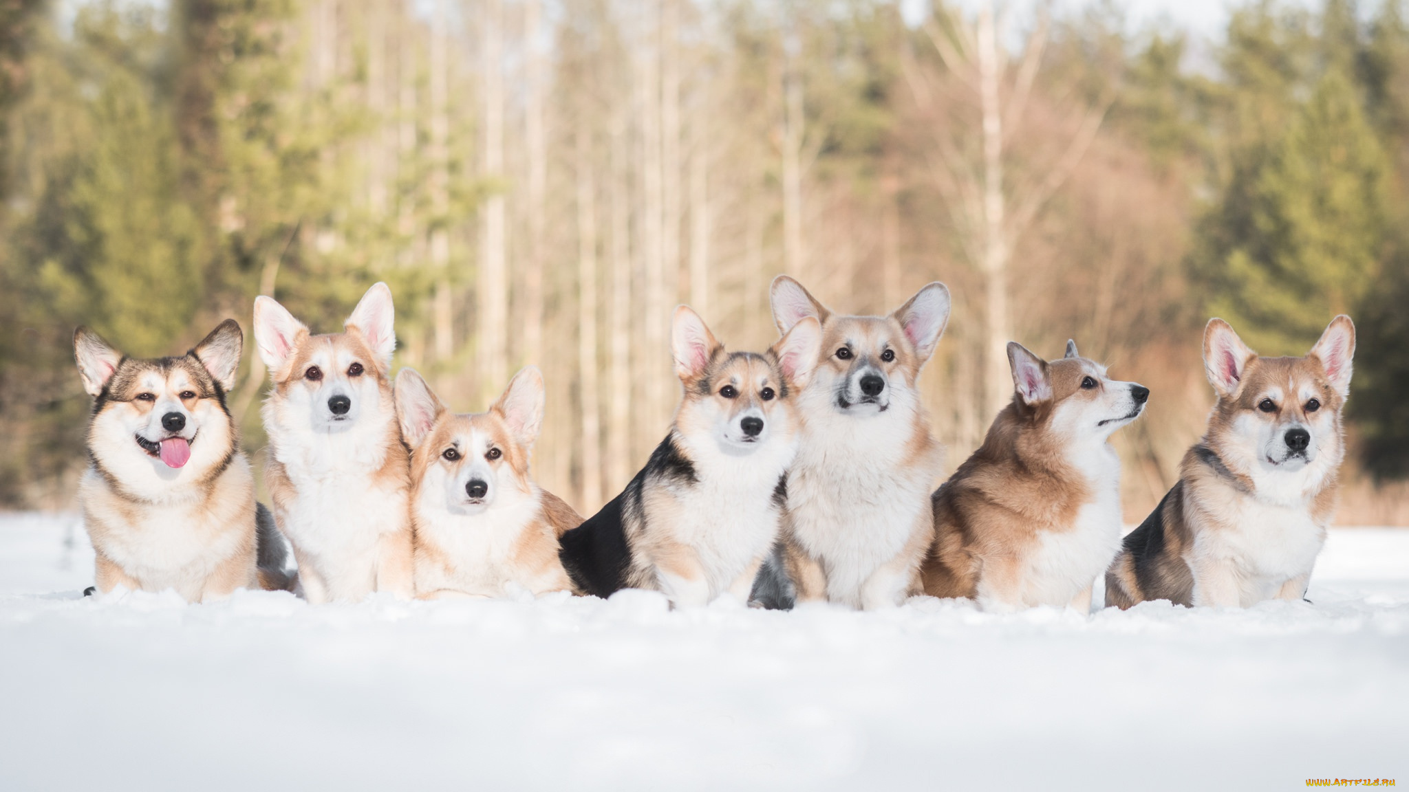 животные, собаки, друзья, снег, зима, вельш-корги