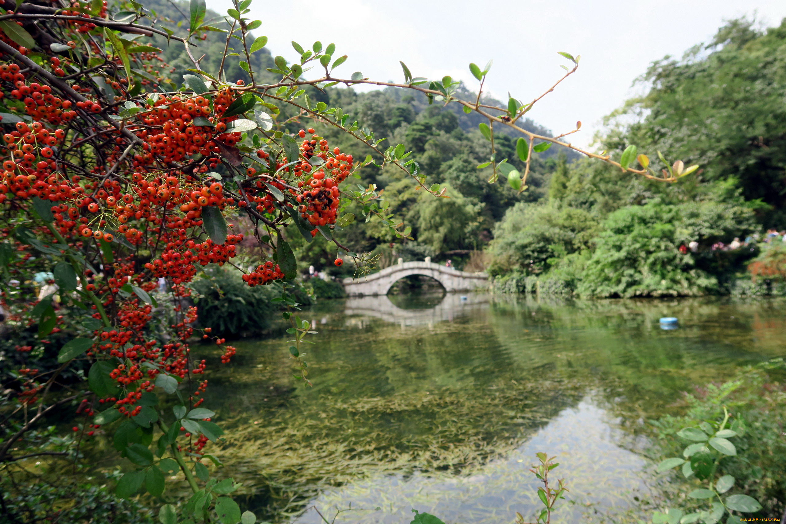 природа, парк, мостик, рябина, сад, японский