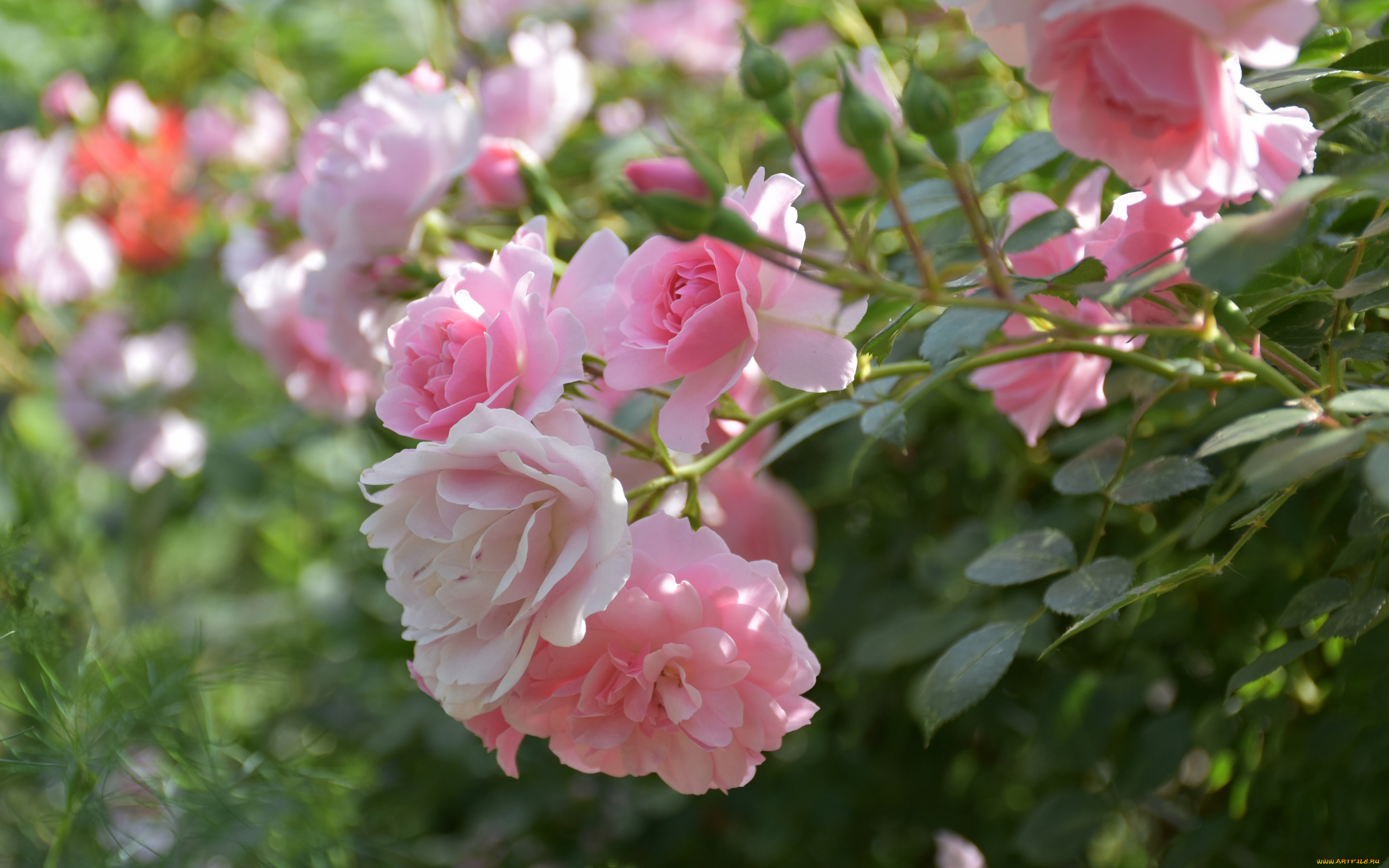 цветы, розы, боке, бутоны, розовый, куст