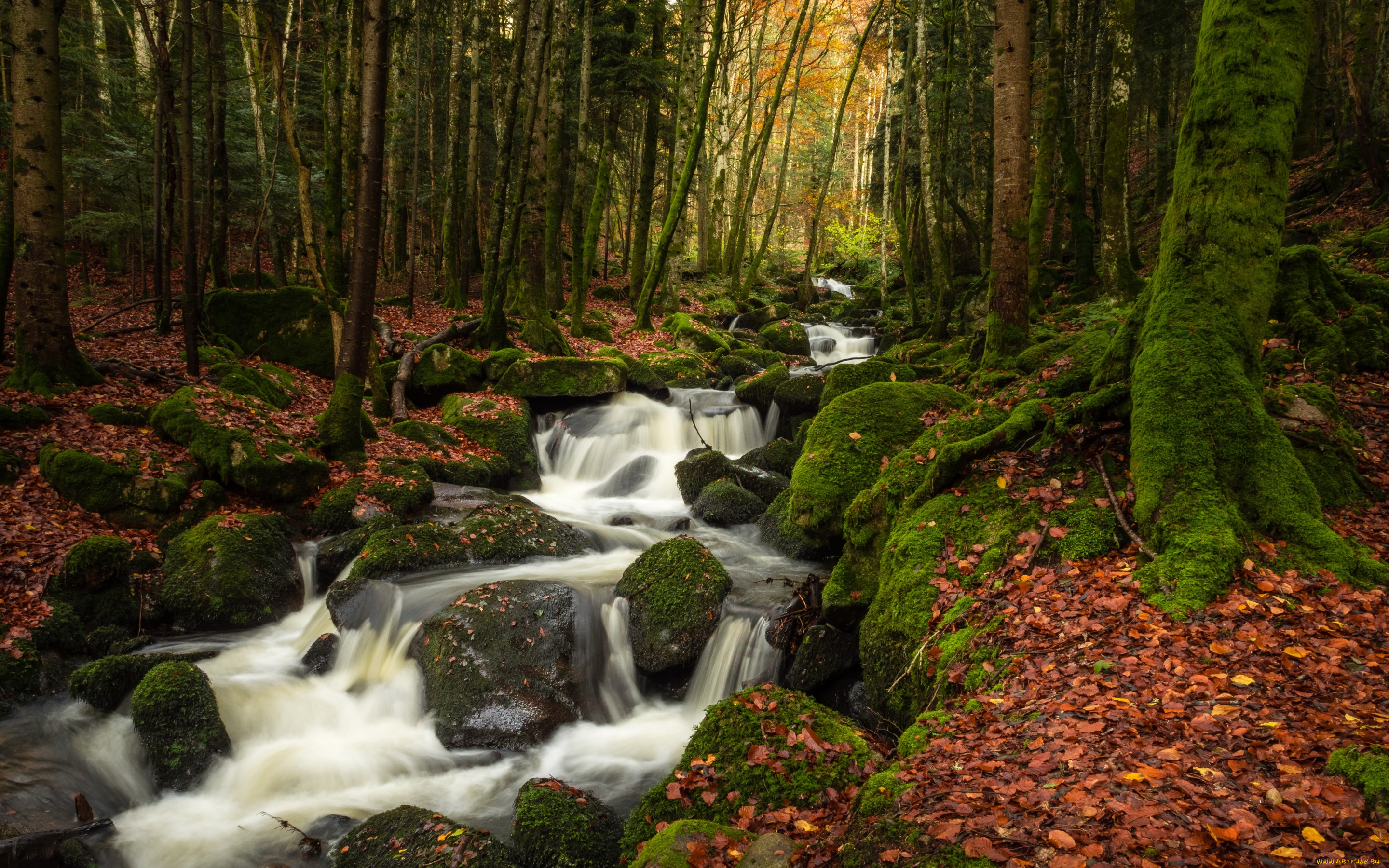 природа, реки, озера, камни, деревья, листья, ручей, лес, осень