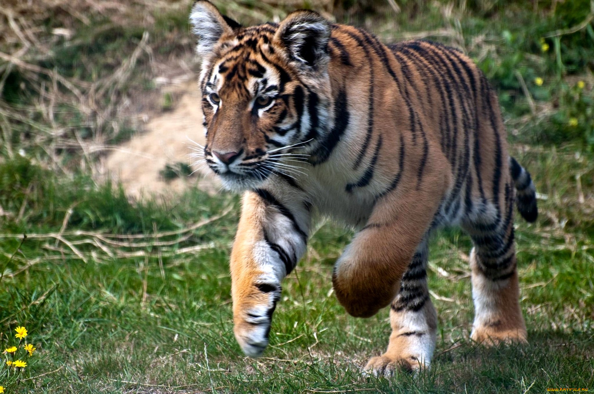 животные, тигры, хищник, бег, полосатый