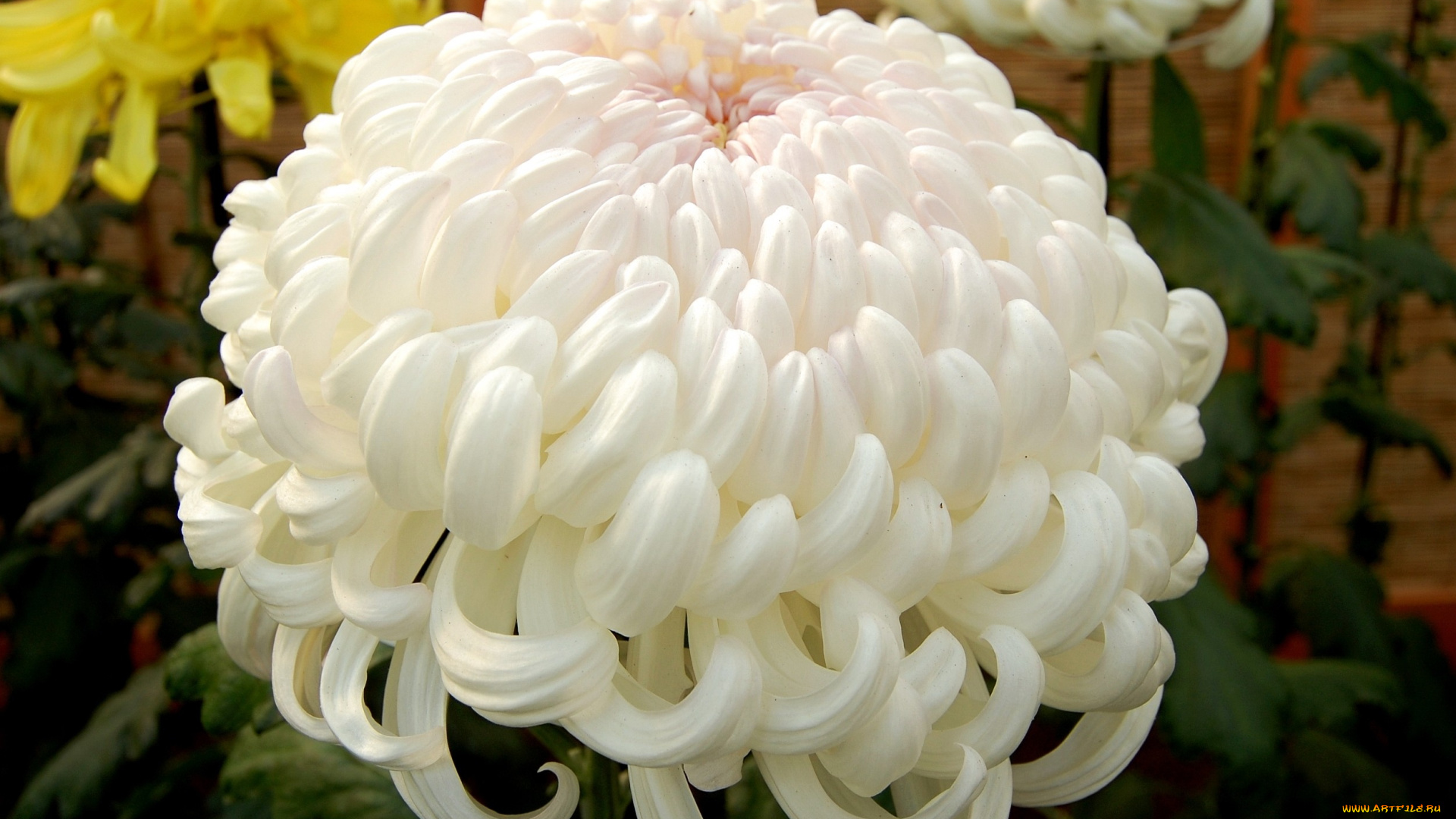 цветы, хризантемы, белый, большой, круглый