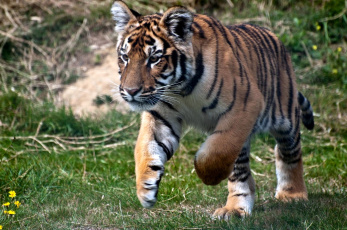 Картинка животные тигры хищник бег полосатый
