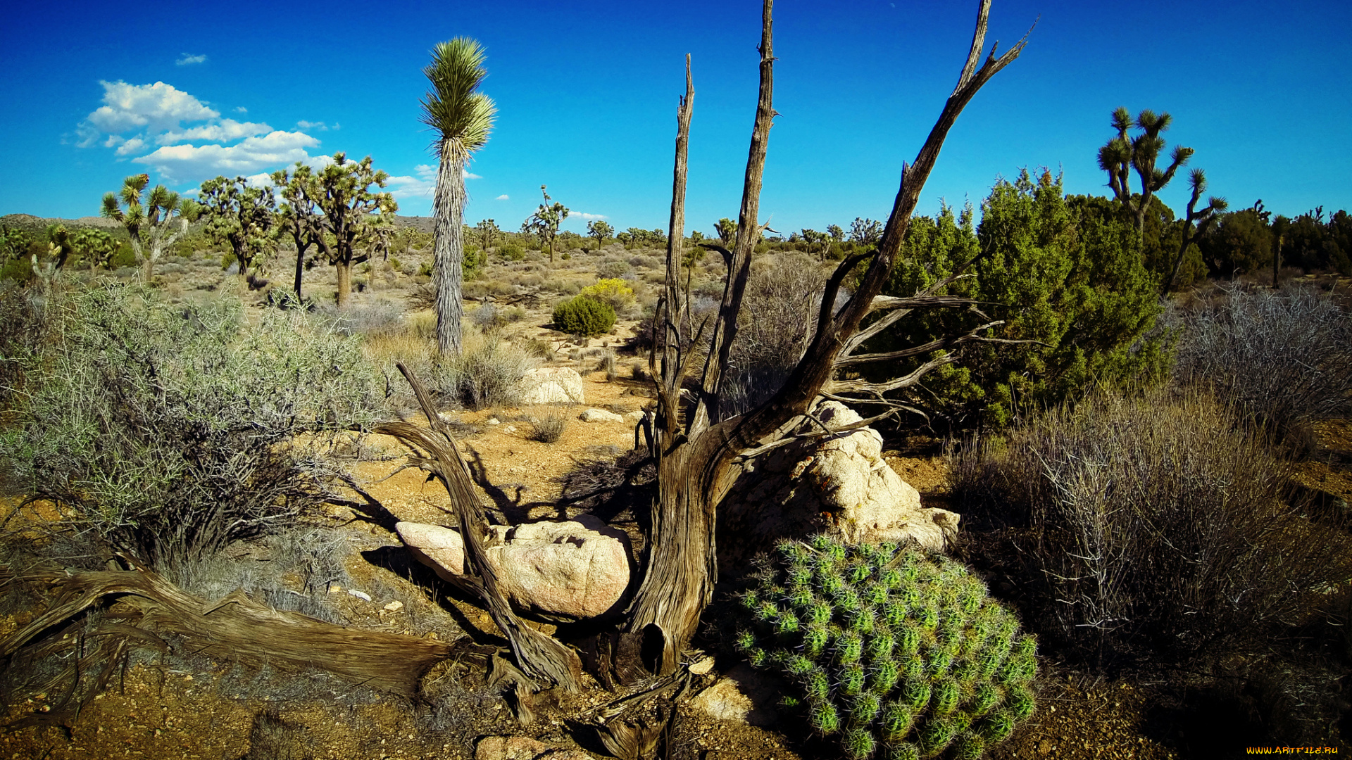 joshua, tree, national, park, природа, пустыни, пустыня, деревья, кактусы, кусты, трава