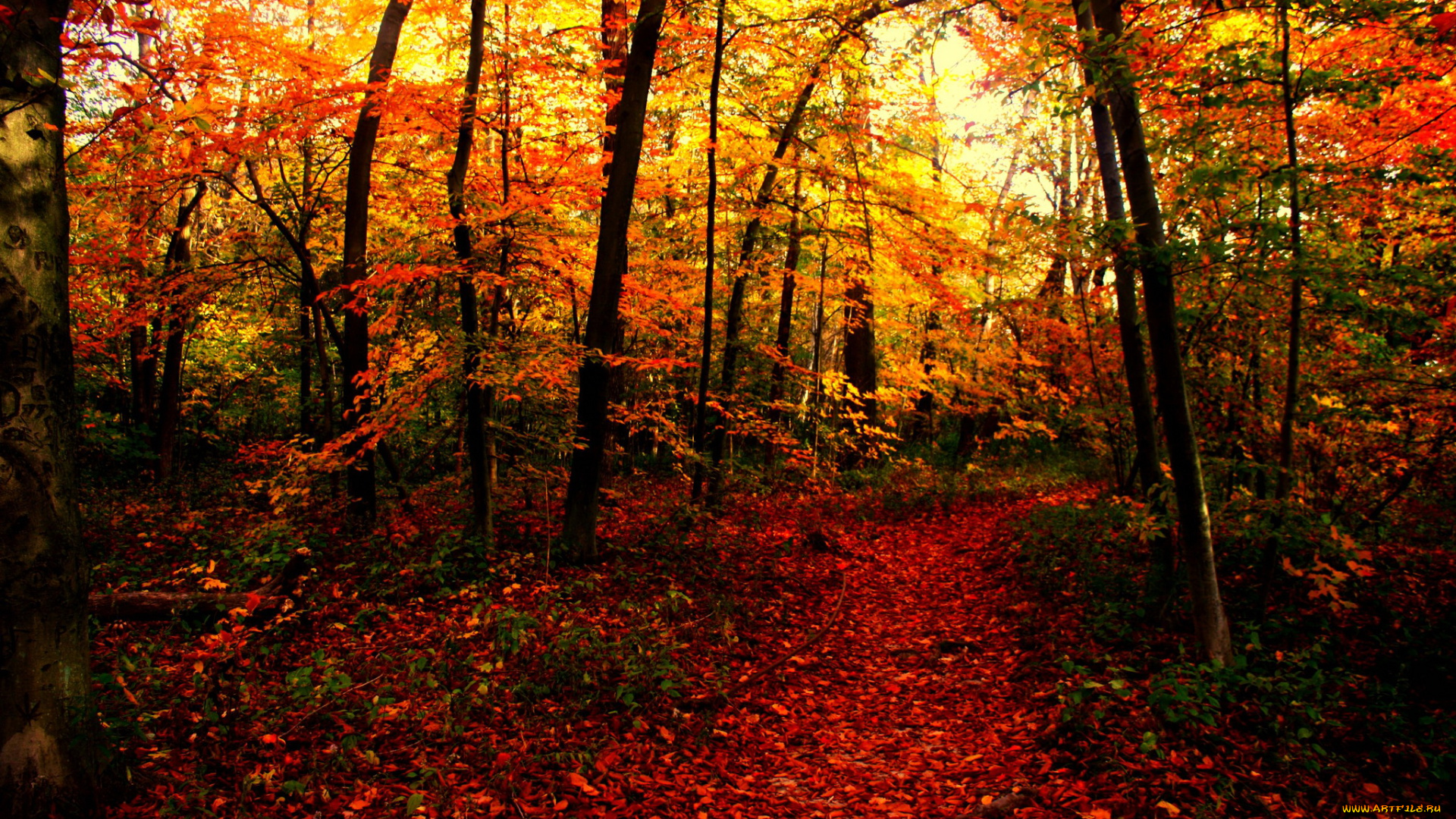 природа, лес, осень, тропинка