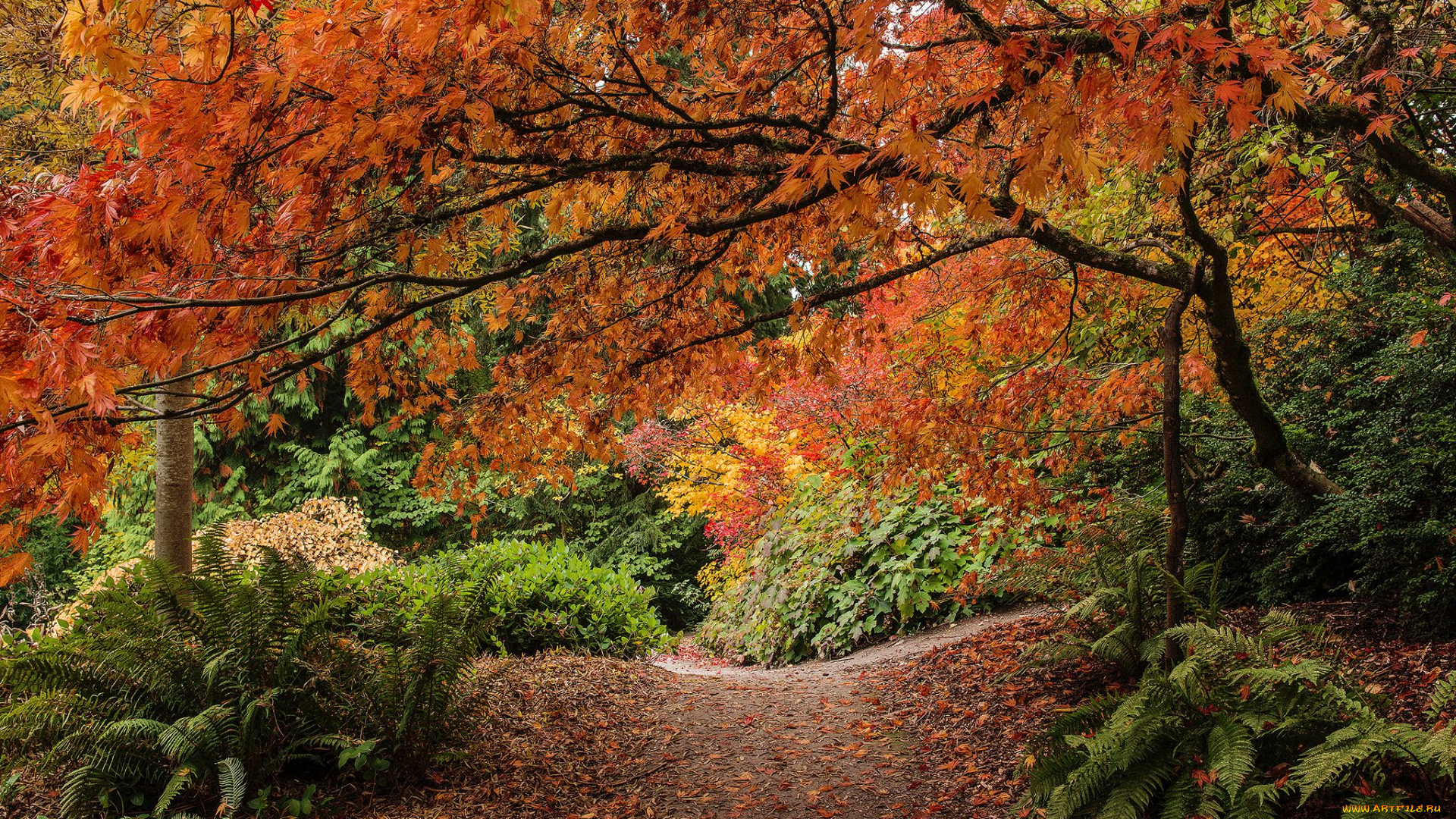 washington, park, arboretum, seattle, природа, парк, сиэтл, папоротник, листья, деревья, тропмнка, осень, кусты, дендрарий, штата, вашингтон