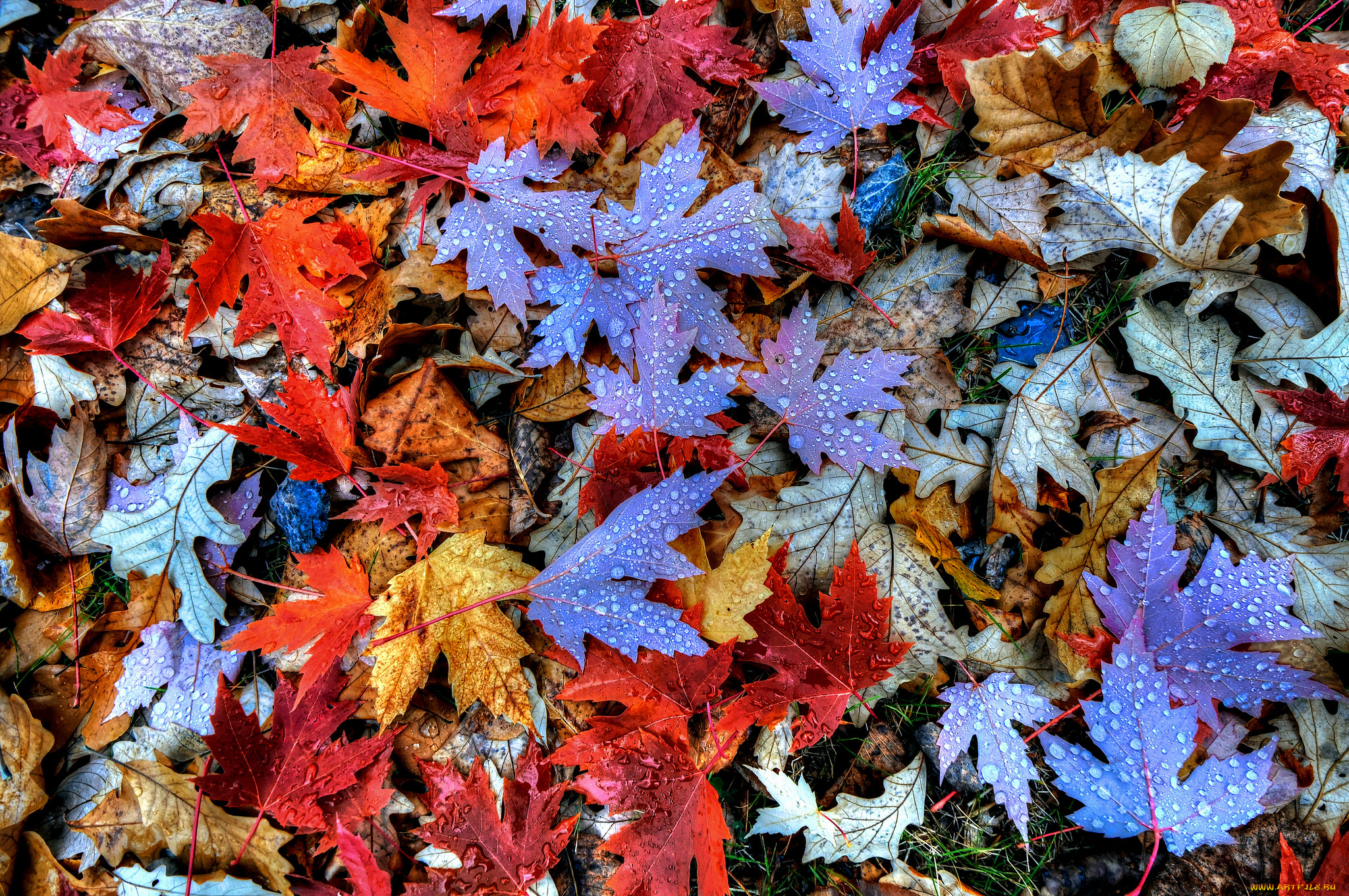 природа, листья, капли, осень