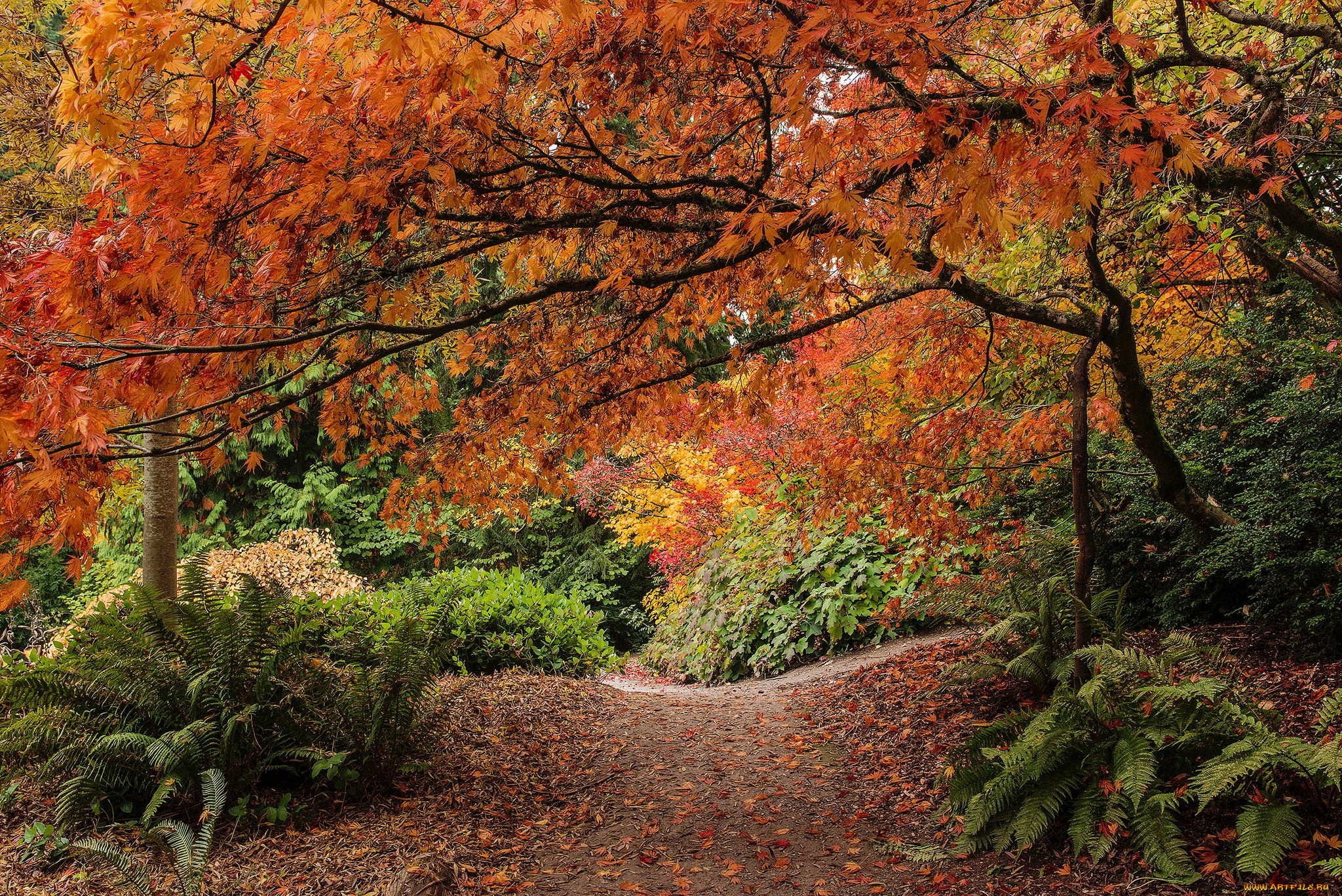 washington, park, arboretum, seattle, природа, парк, сиэтл, папоротник, листья, деревья, тропмнка, осень, кусты, дендрарий, штата, вашингтон