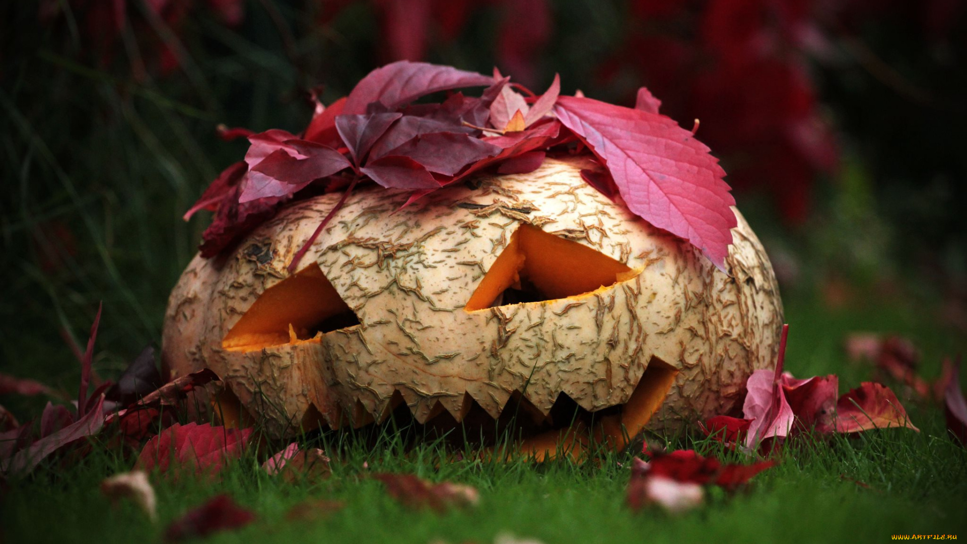 праздничные, хэллоуин, голова, овощ, плод, тыква, листья, трава, природа, осень, halloween, праздник