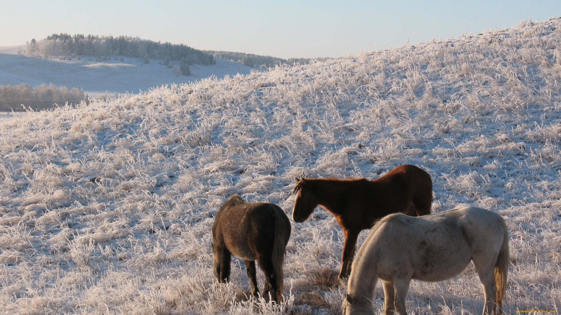 животные, лошади, снег, зима, сопка, казахстан, степь, лошадь, табун, выгон, пастбище, кокшетау, мороз