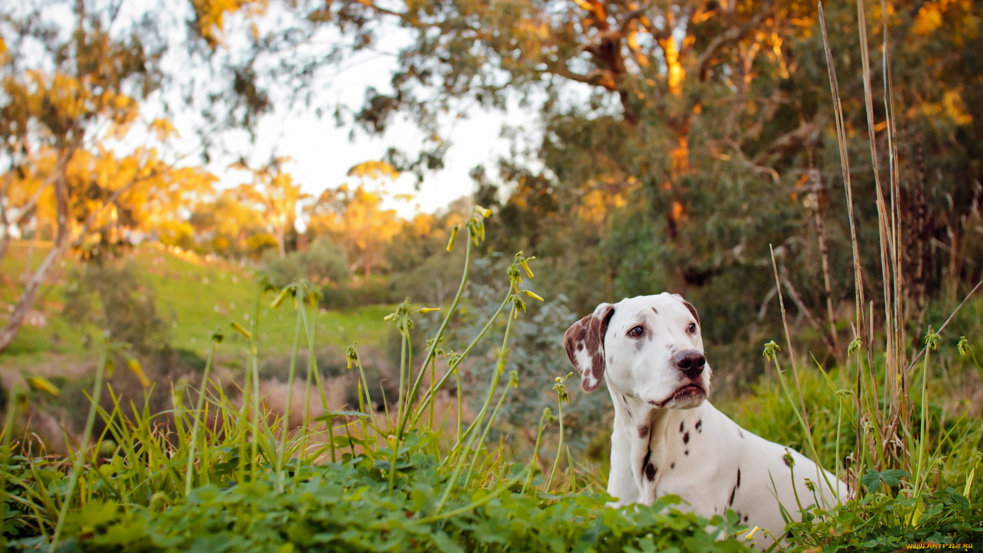 животные, собаки, river, dog, dalmatian