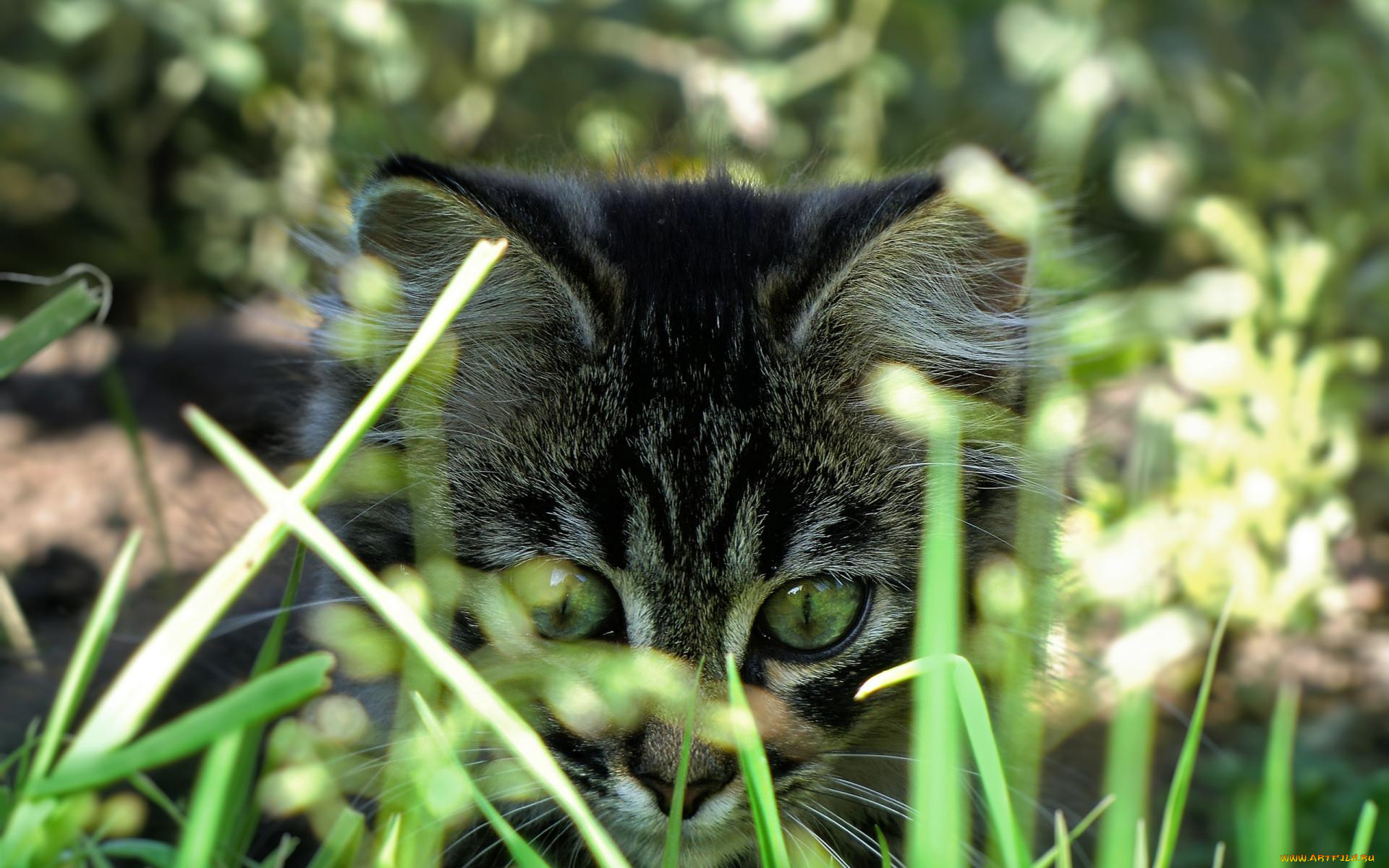 животные, коты, котенок, глаза, трава, серый, полосатый