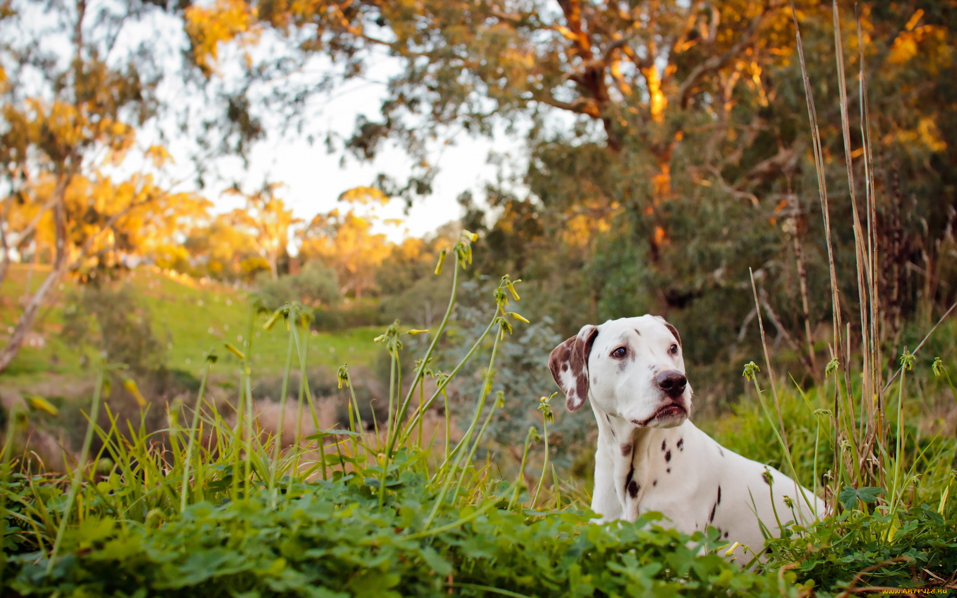 животные, собаки, river, dog, dalmatian