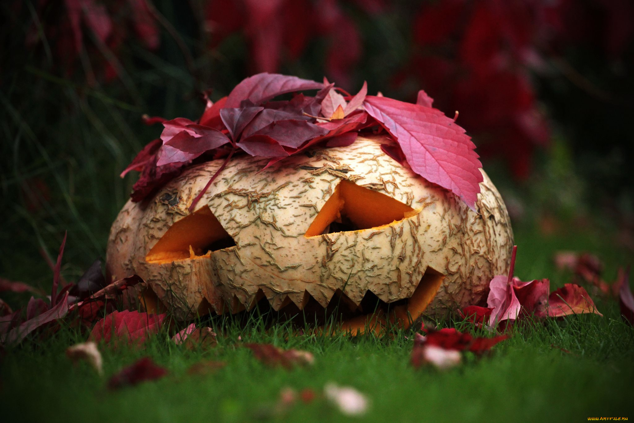 праздничные, хэллоуин, голова, овощ, плод, тыква, листья, трава, природа, осень, halloween, праздник