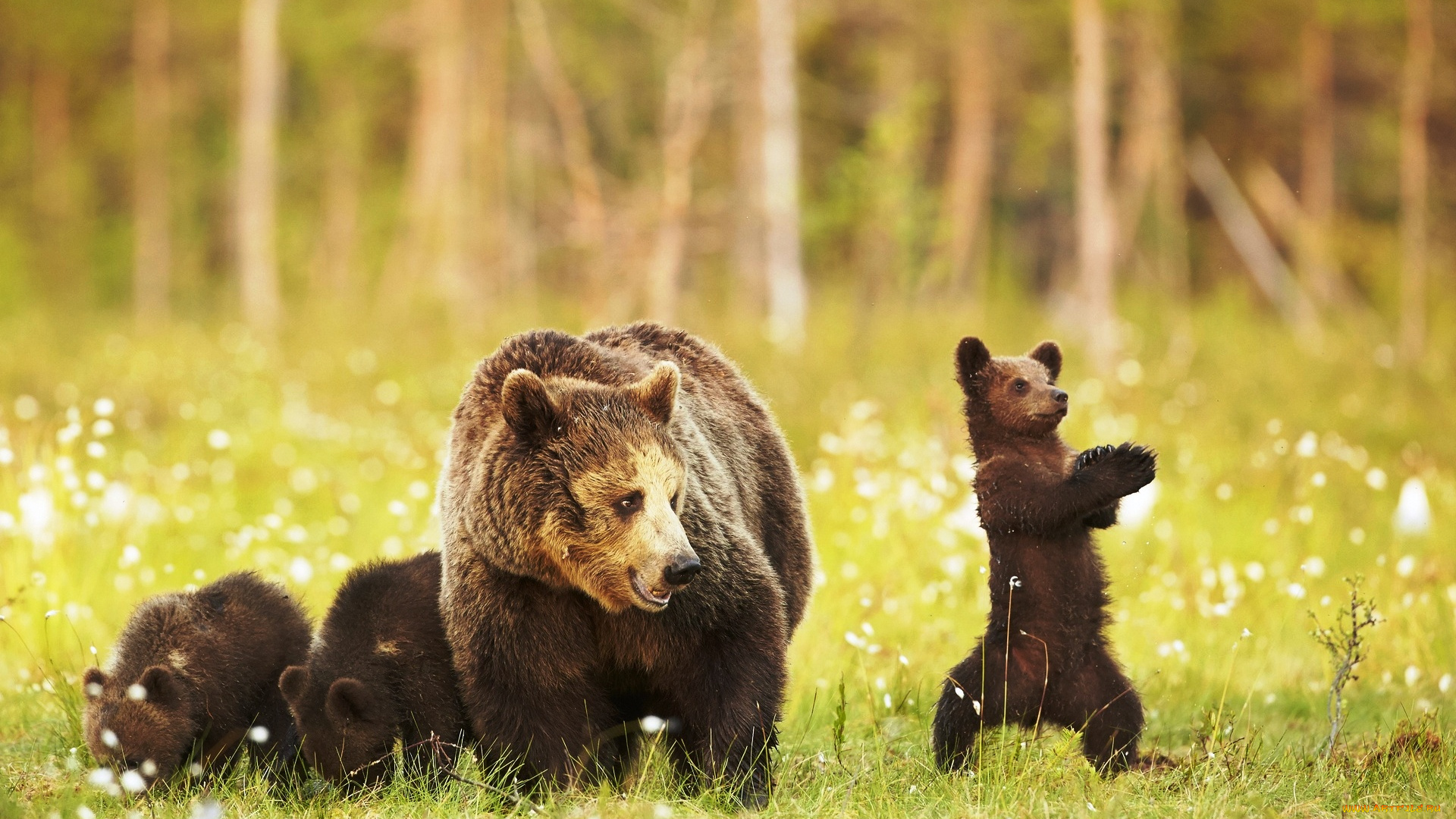 животные, медведи, медведица, медвежата, детеныши, трава, поляна