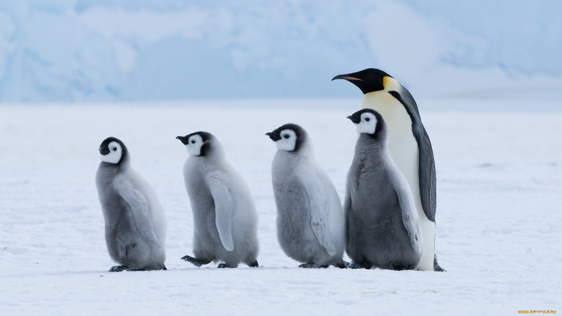 животные, пингвины, пингвин, пингвинята, строй, шеренга, снег, лед