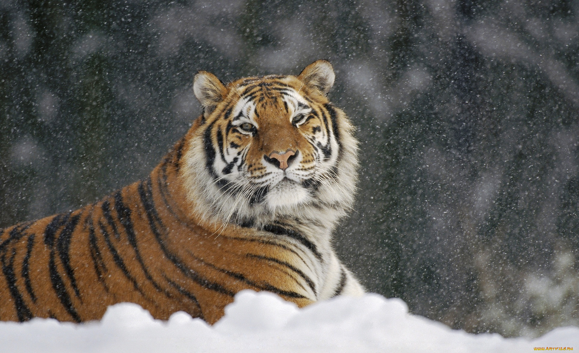 животные, тигры, зима, снег, рыжий, тигр