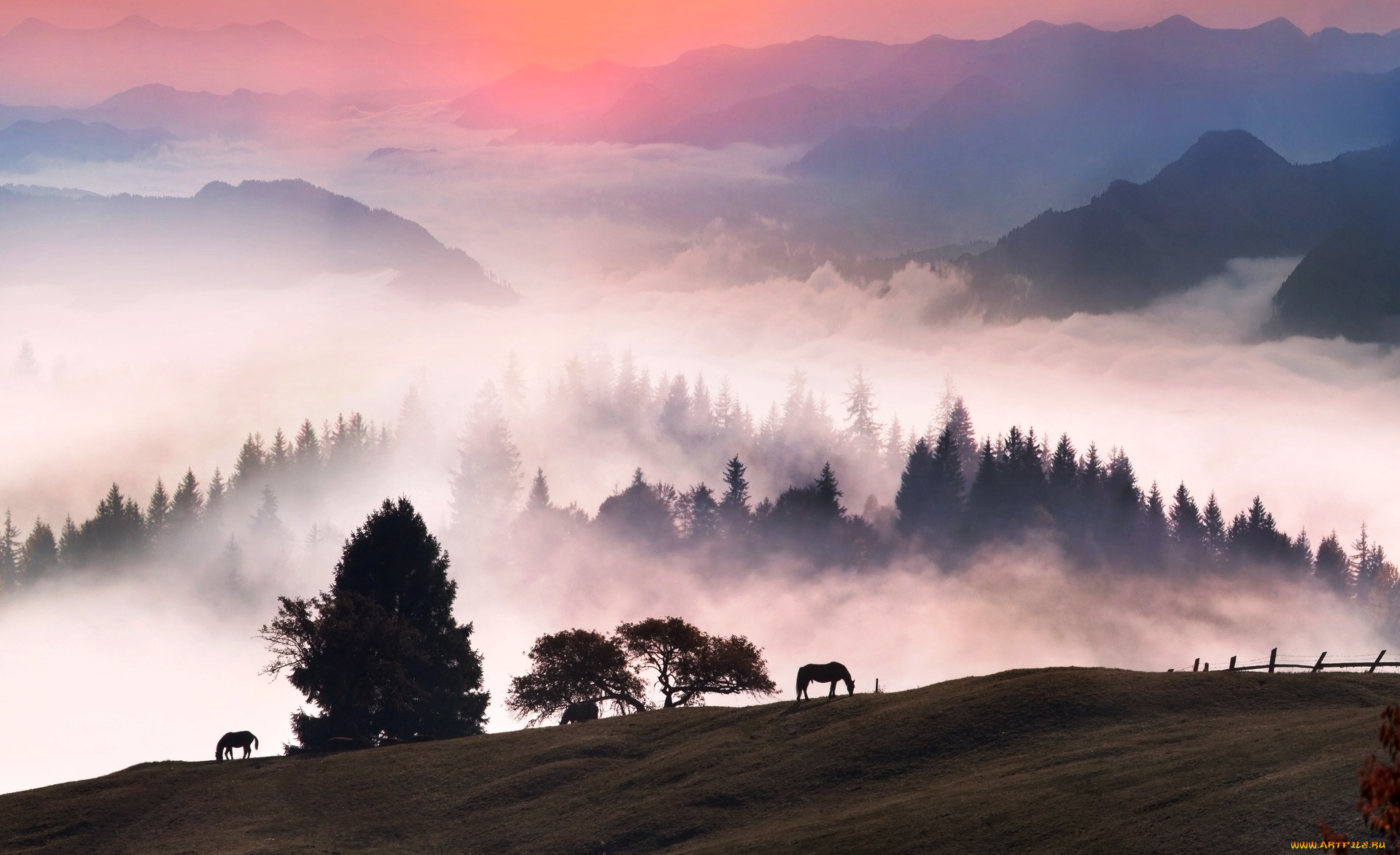 животные, лошади, утро, туман, горы