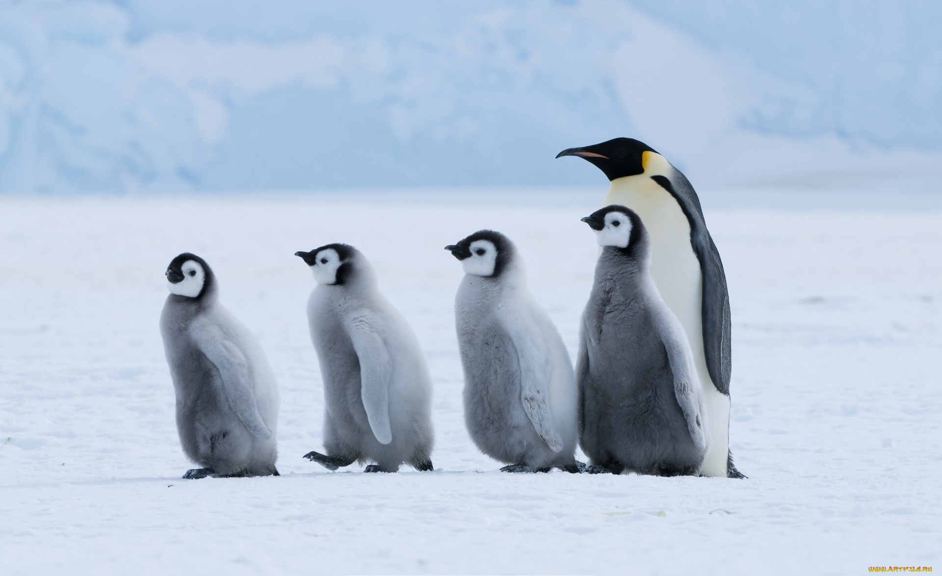 животные, пингвины, пингвин, пингвинята, строй, шеренга, снег, лед