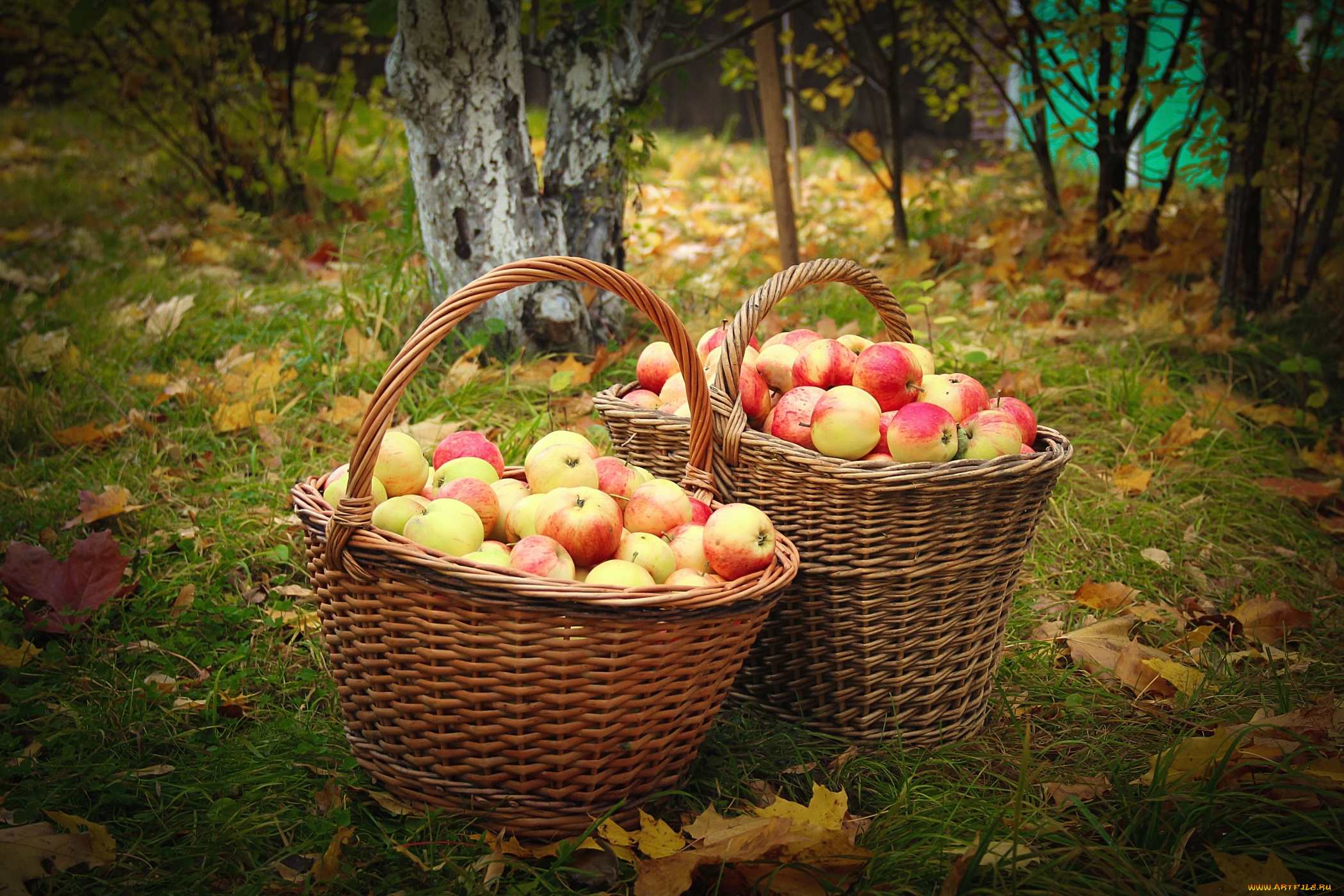 еда, Яблоки, сад, яблоки, корзины, осень