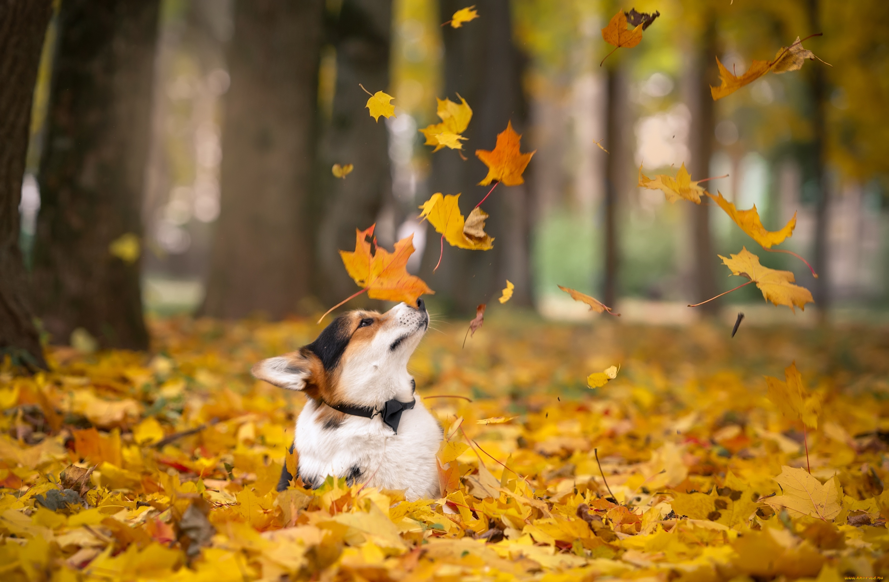 животные, собаки, листья, корги, осень