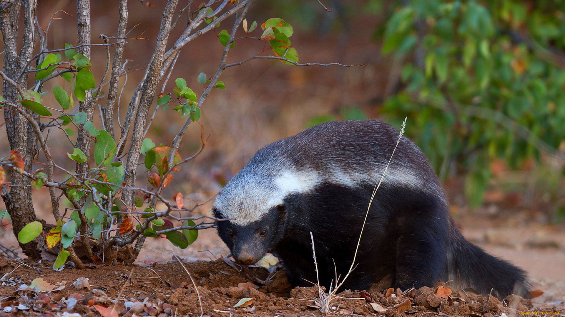 медоед, животные, барсуки, honey, badger, куньи, животное, хищник, африка, бесстрашный, когти, шерсть, млекопитающее