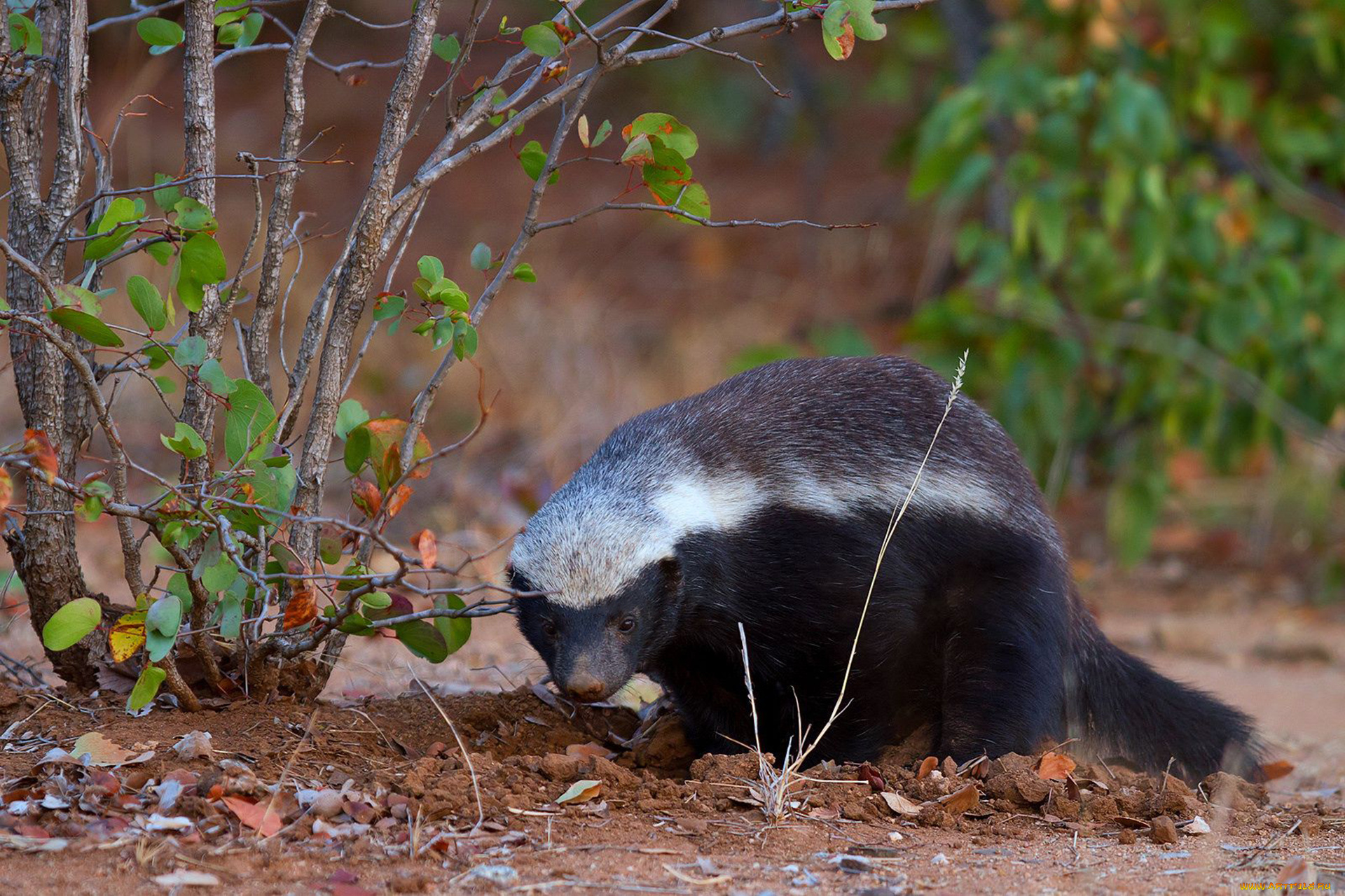 медоед, животные, барсуки, honey, badger, куньи, животное, хищник, африка, бесстрашный, когти, шерсть, млекопитающее