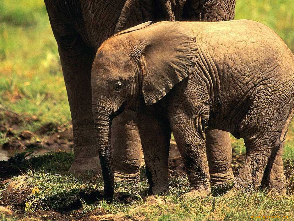 Вырасти слона. Слоненок. Слониха со слоненком. Слоненок фото. Старый слон.