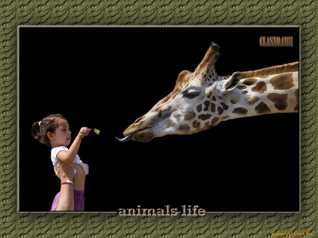 животные, жирафы