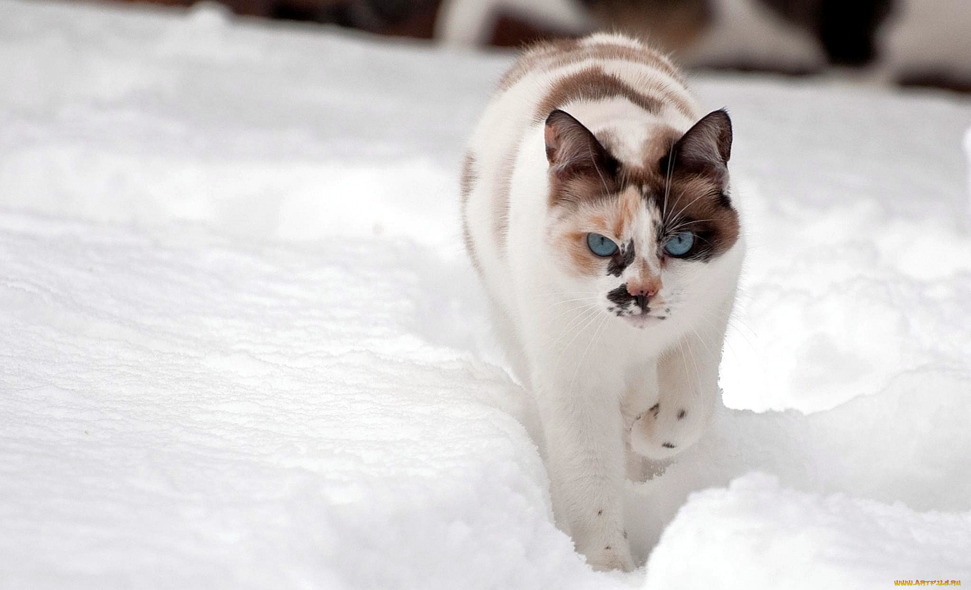 животные, коты, снег, пятнистый