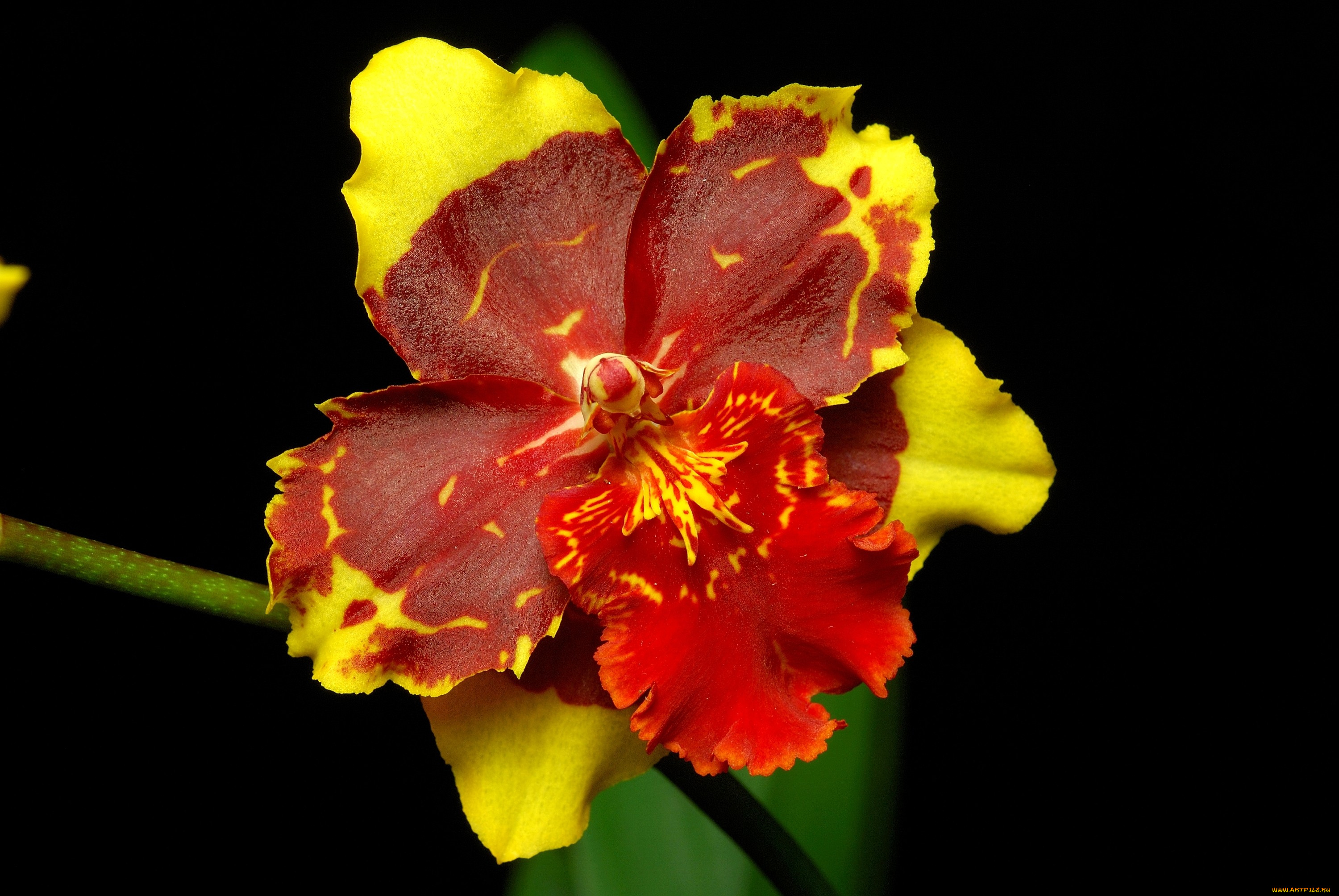 цветы, орхидеи, красно-желтый, экзотика