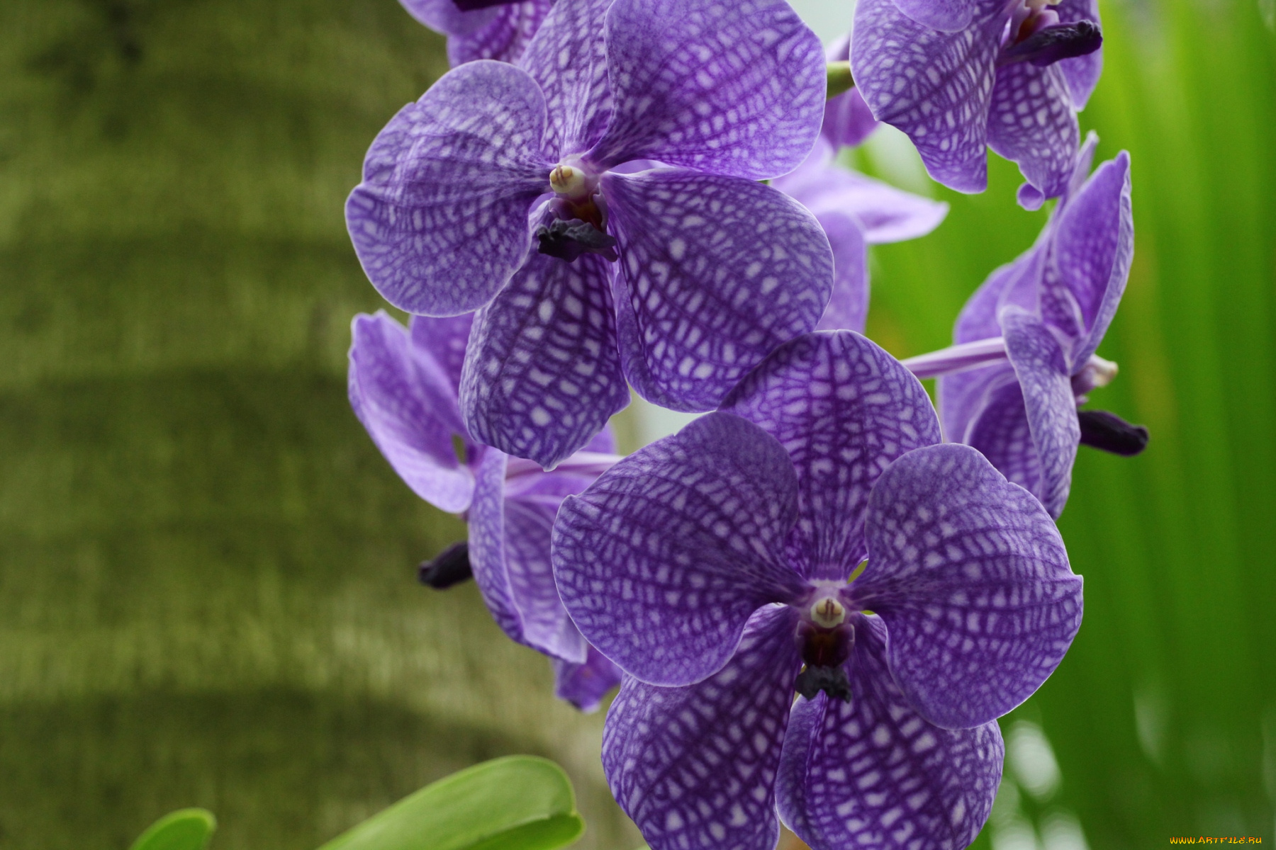 цветы, орхидеи, фиолетовый