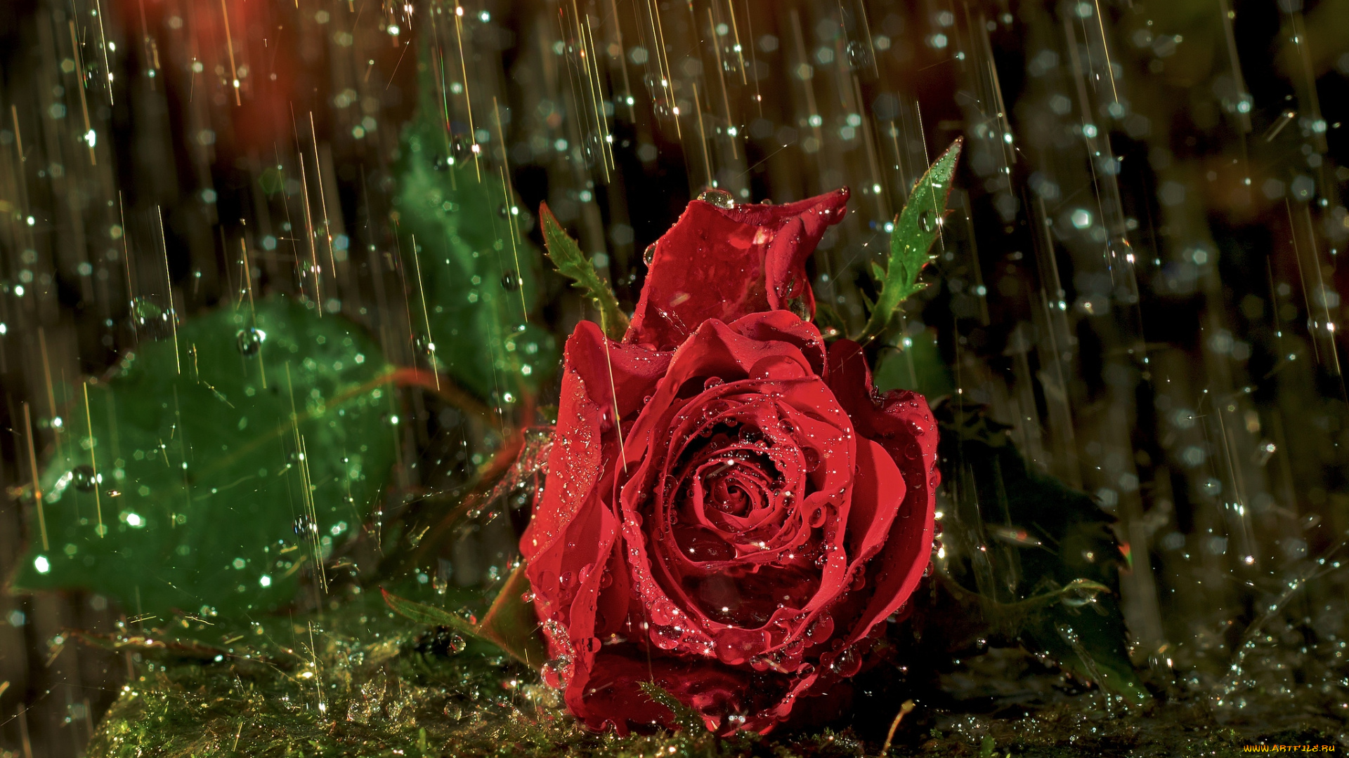 цветы, розы, красный, дождь, капли, лепестки