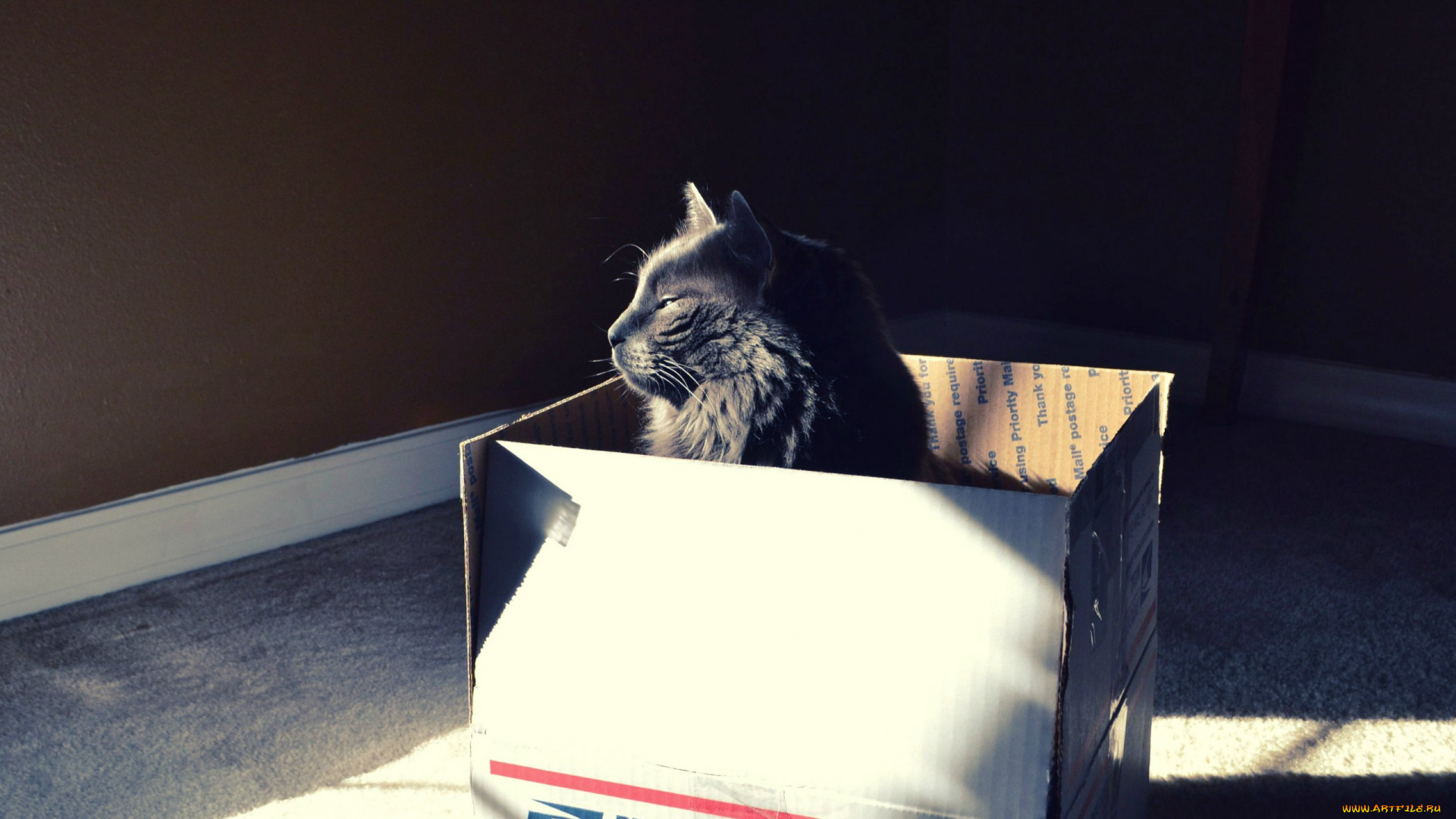 кот, по, почте, животные, коты, угол, коробка, ящик