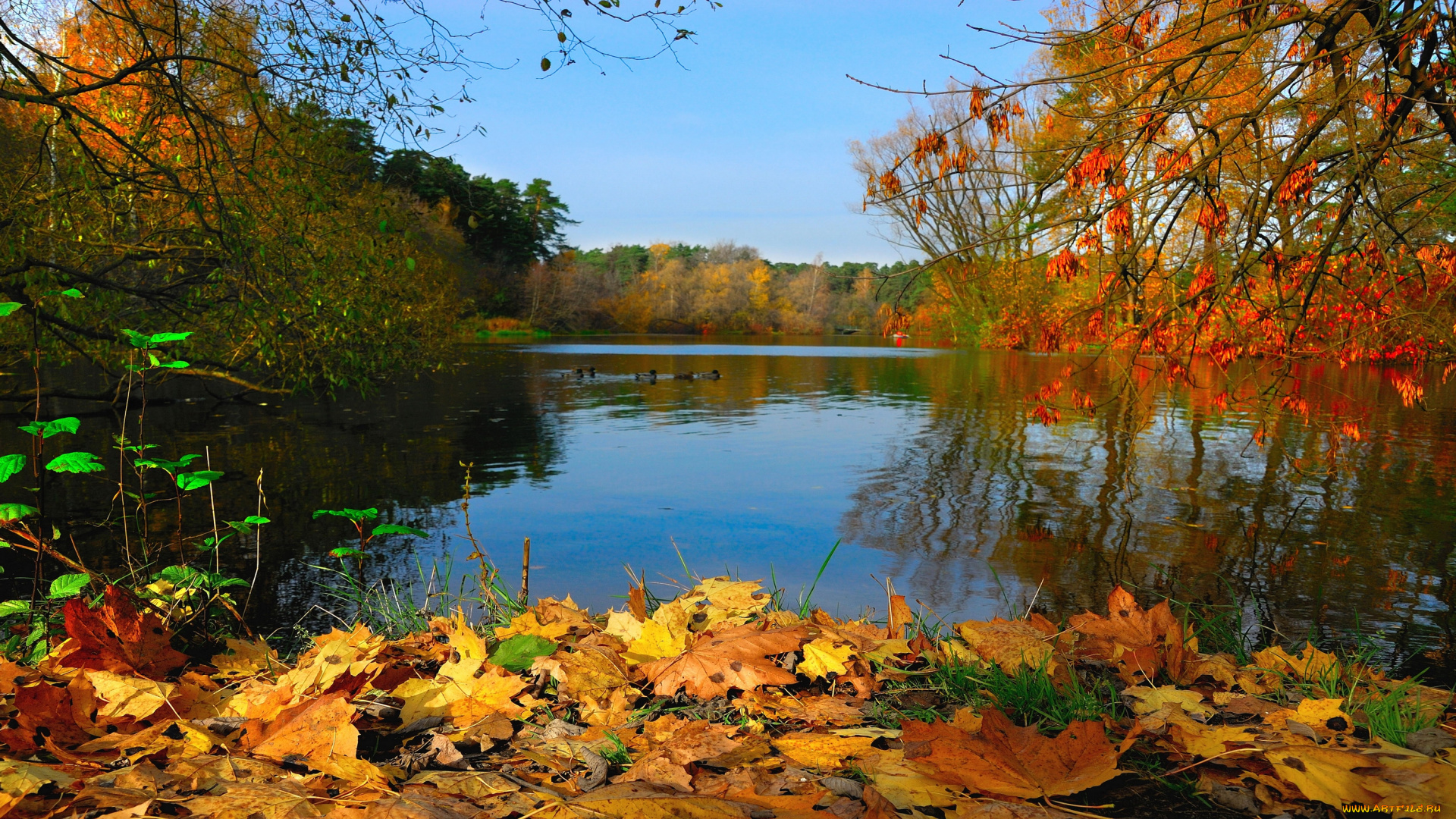 природа, реки, озера, осень, листья, отражение
