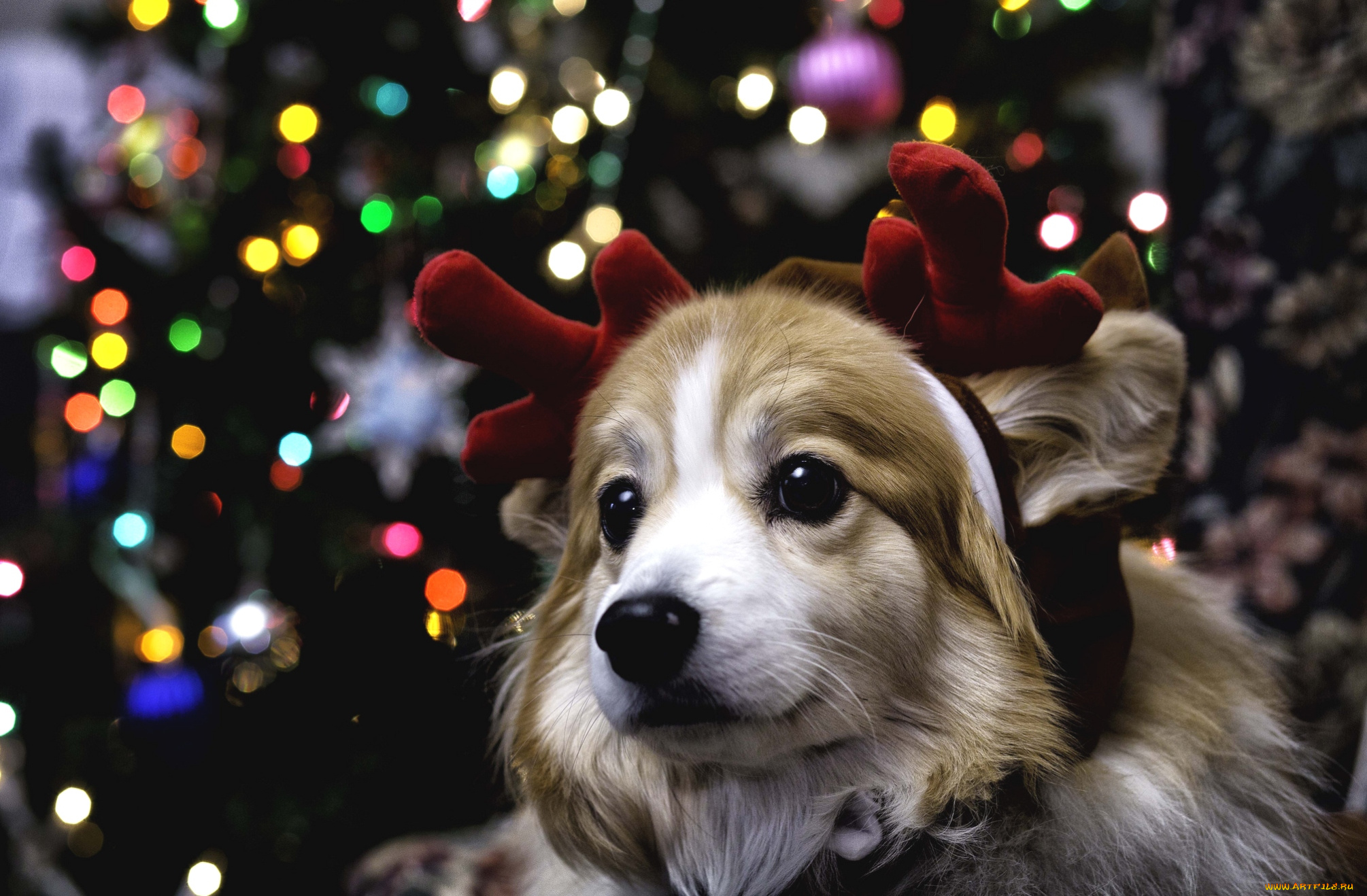 Год собаки. Новогодние животные. Новогодняя собака. Новогодние питомцы. Рождественские щенки.